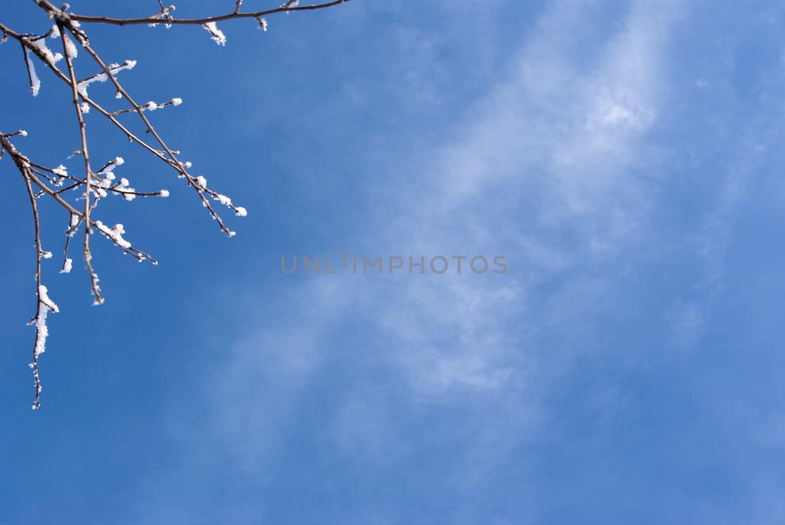 tree branch on a bright blue sky