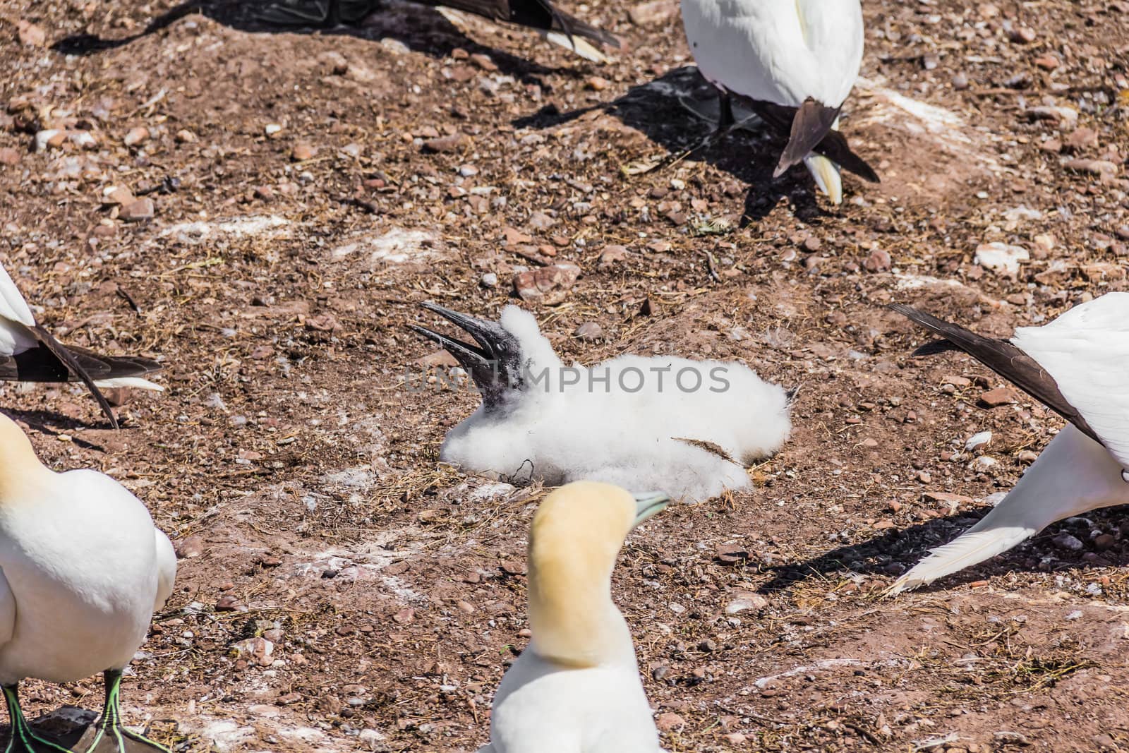 Baby Northern Gannet by petkolophoto