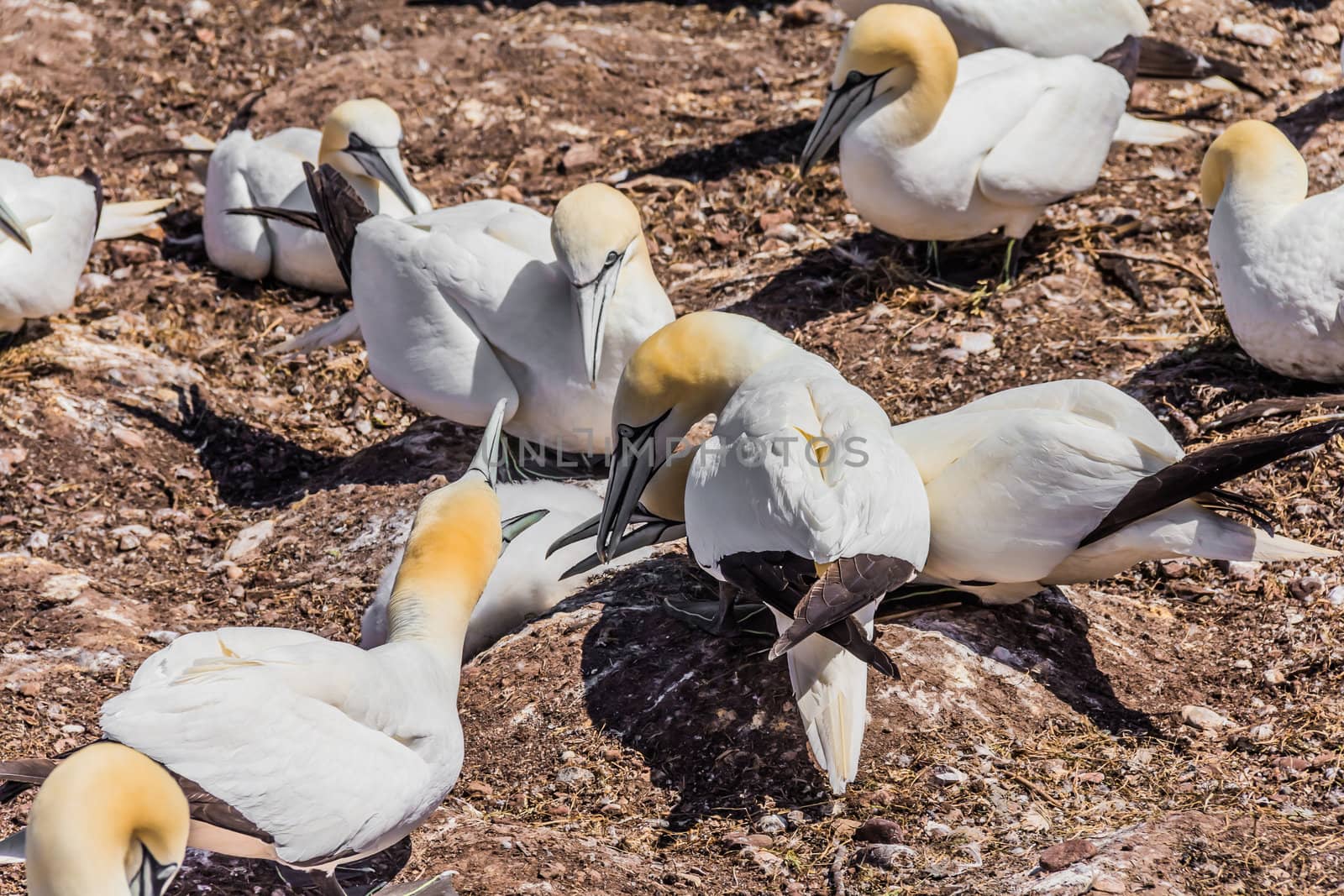 Northern Gannet Colony by petkolophoto