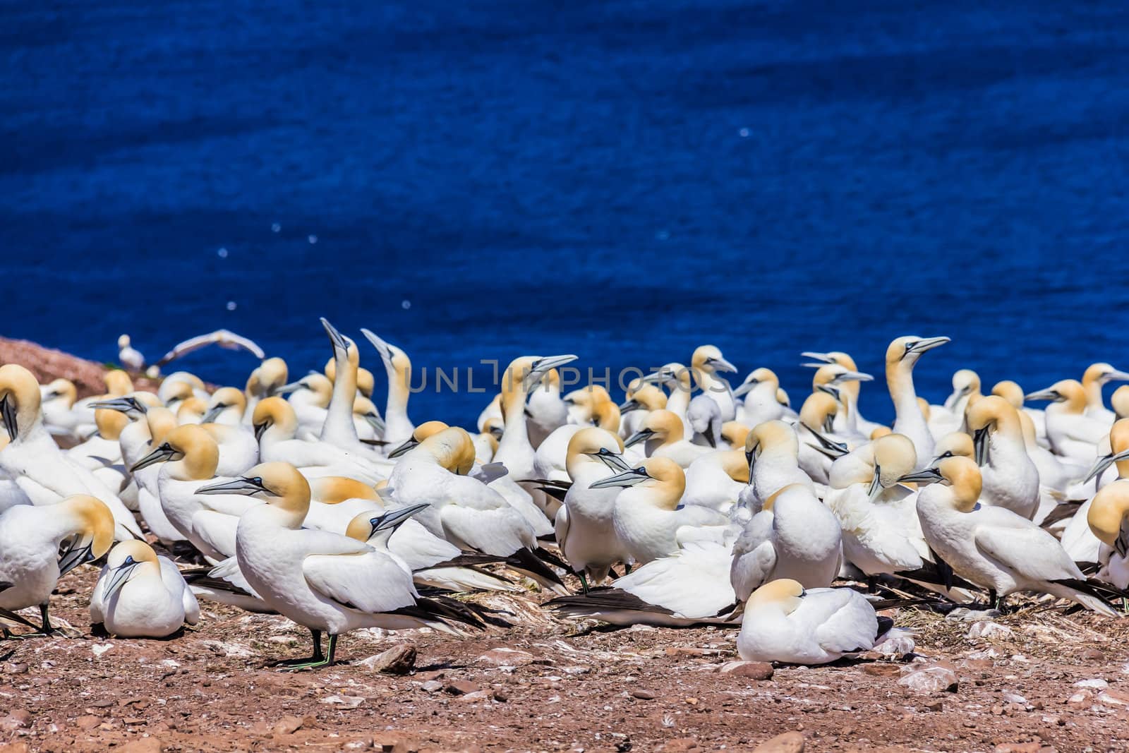 Northern Gannet Colony on Bonaventure Island, Quebec, Canada