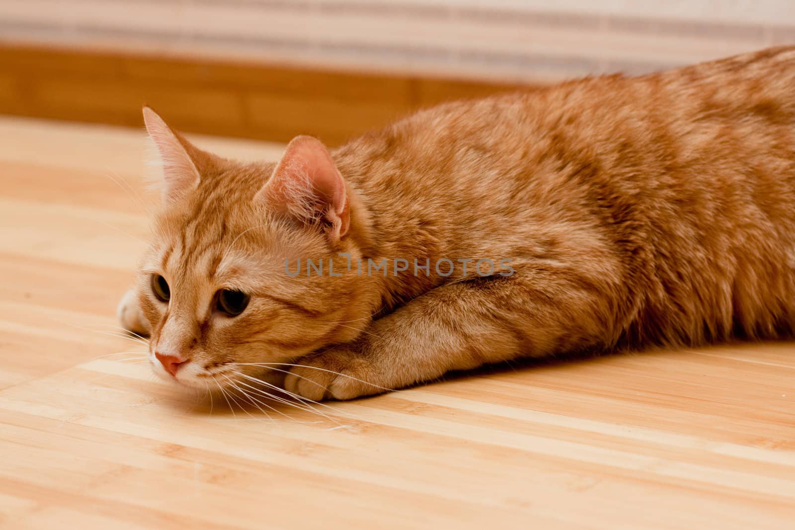 A young ginger tabby cat on the wooden floor
