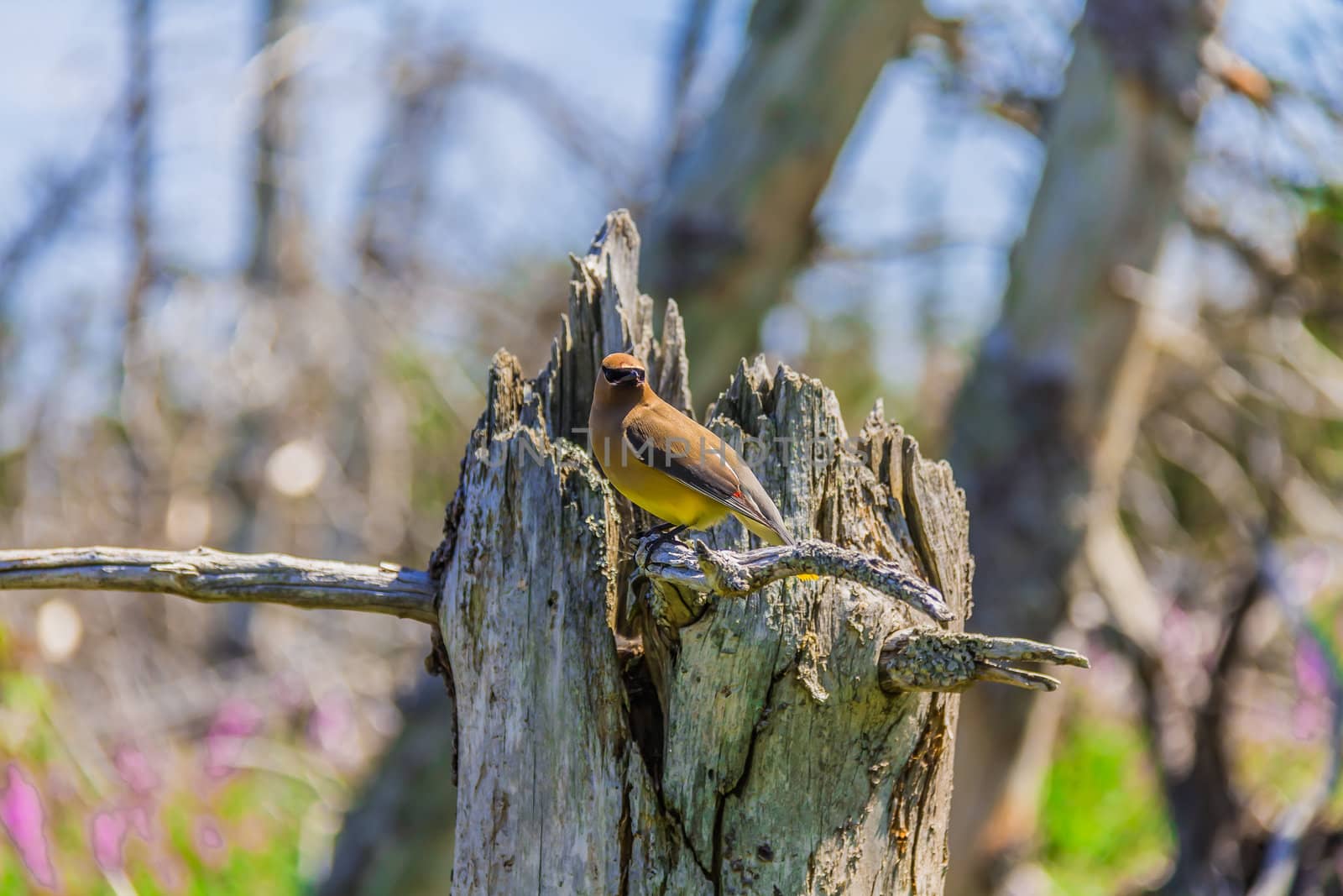 A Cedar Waxwing bird in a forest on Bonaventure Island in Gaspesie, Quebec, Canada