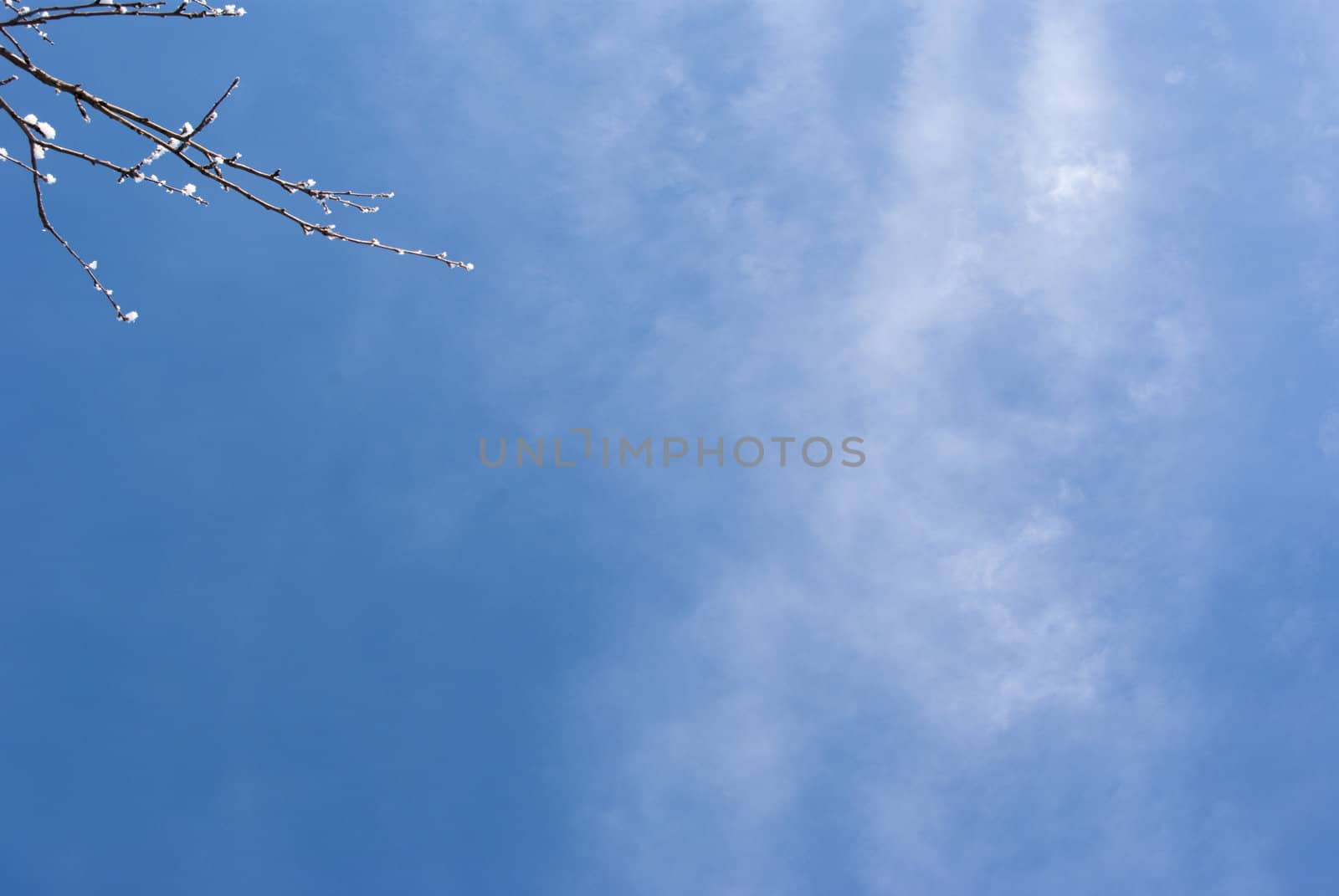 tree branch on a bright blue sky