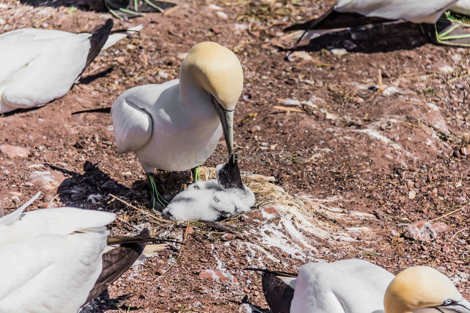 orthern Gannet feeding his babyNorthern Gannet feeding his baby in a Northern Gannet colony on Bonaventure Island in Gaspesie, Quebec, Canada by petkolophoto