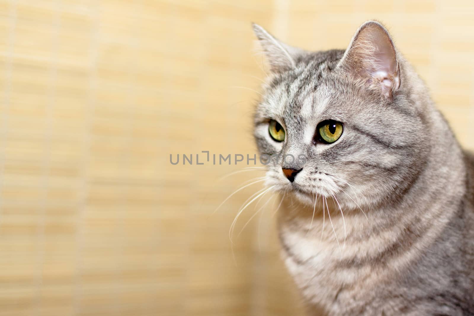 A portrait of grey tabby cat
