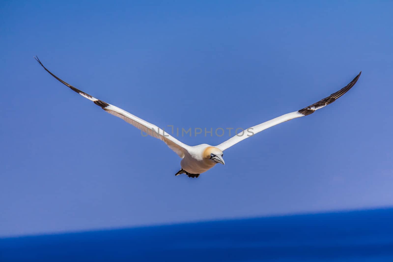 A Flying Northern Gannet near her colony on Bonaventure Island in Gaspesie, Quebec, Canada