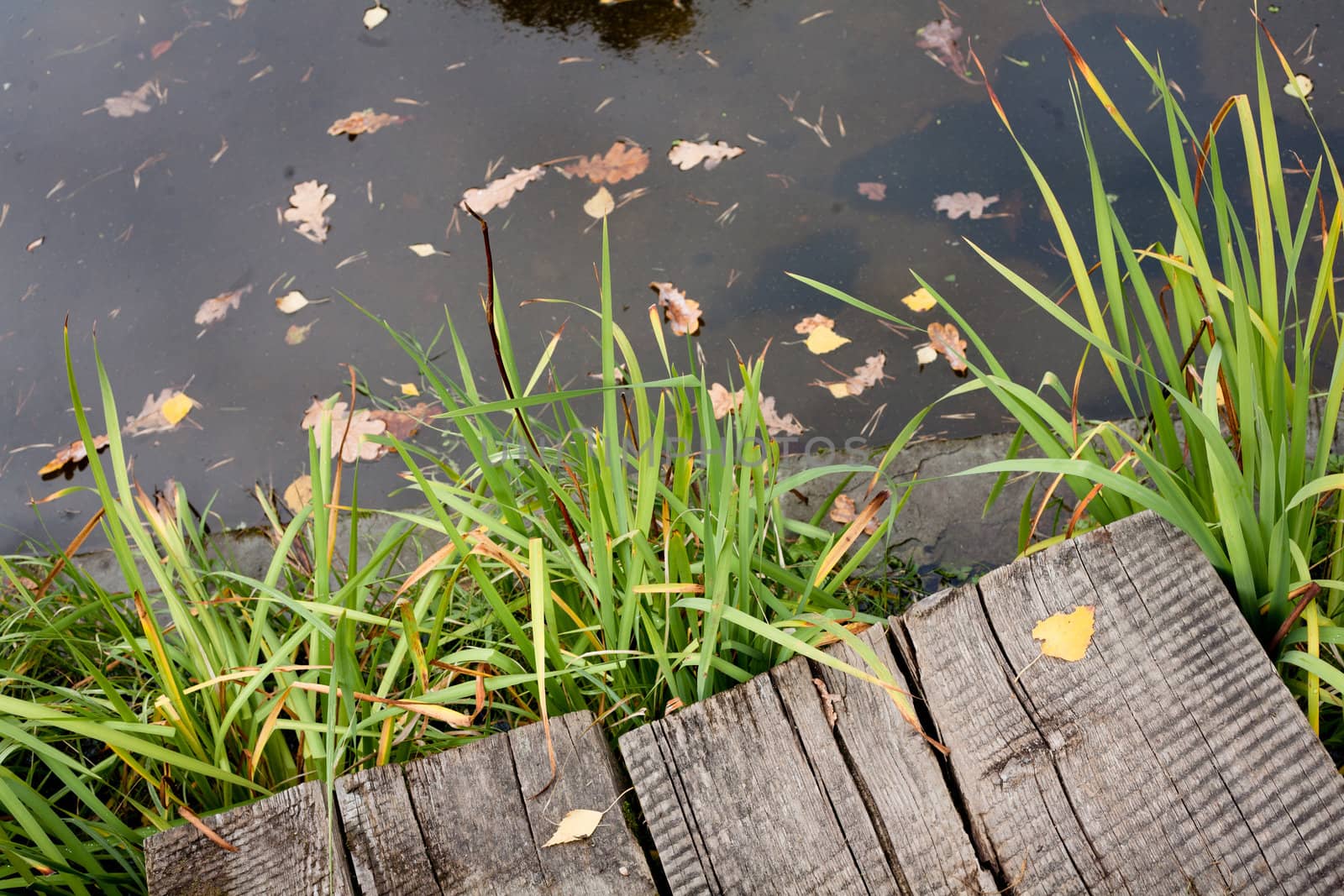 A pond in the autumn park with old gangway and green grass
