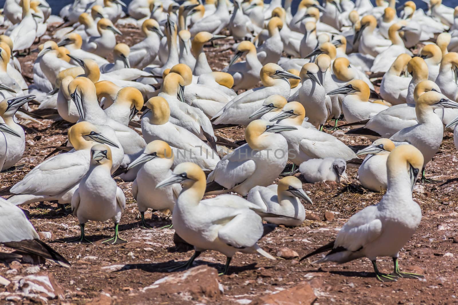 Northern Gannet Colony by petkolophoto