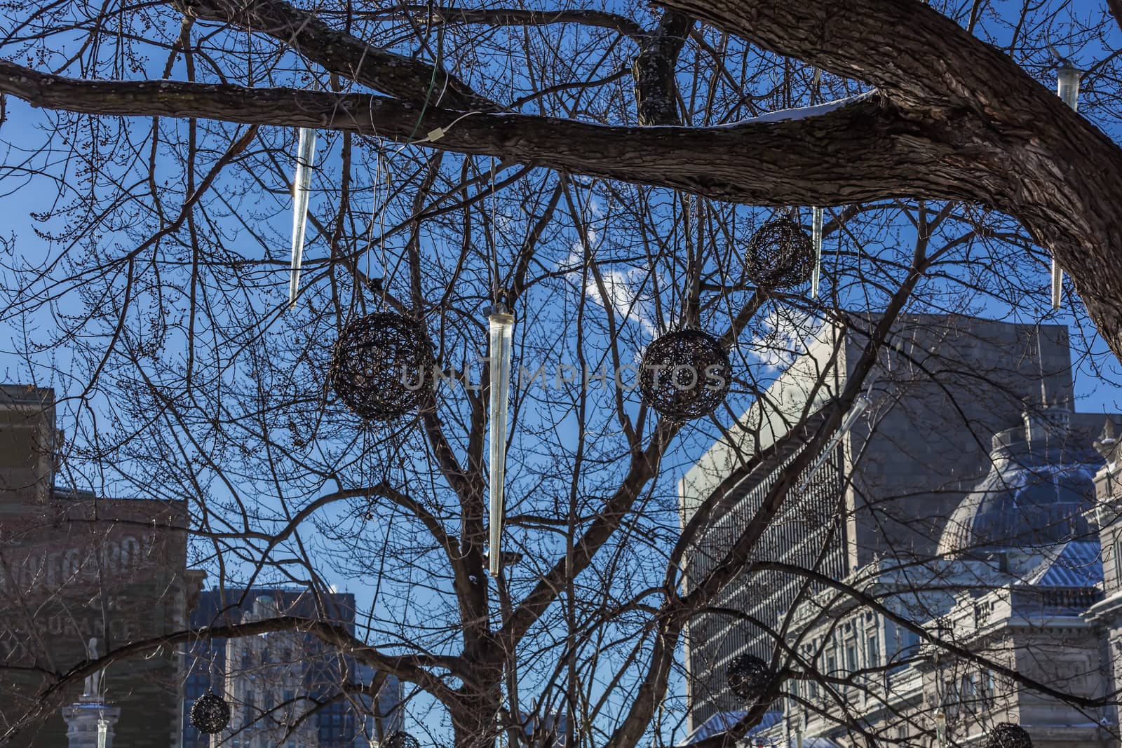 A beautiful tree without leaves in the cold winter in the Montreal City, Quebec, Canada.