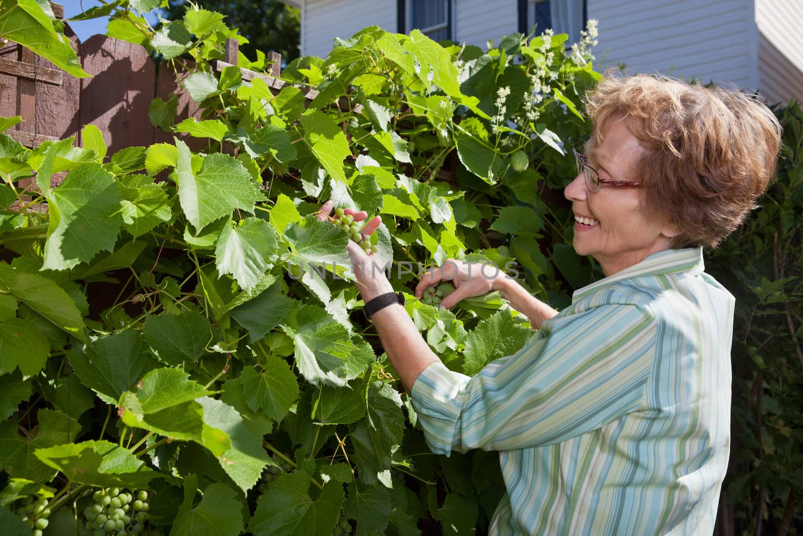 Senior woman looking at grapes while working in garden