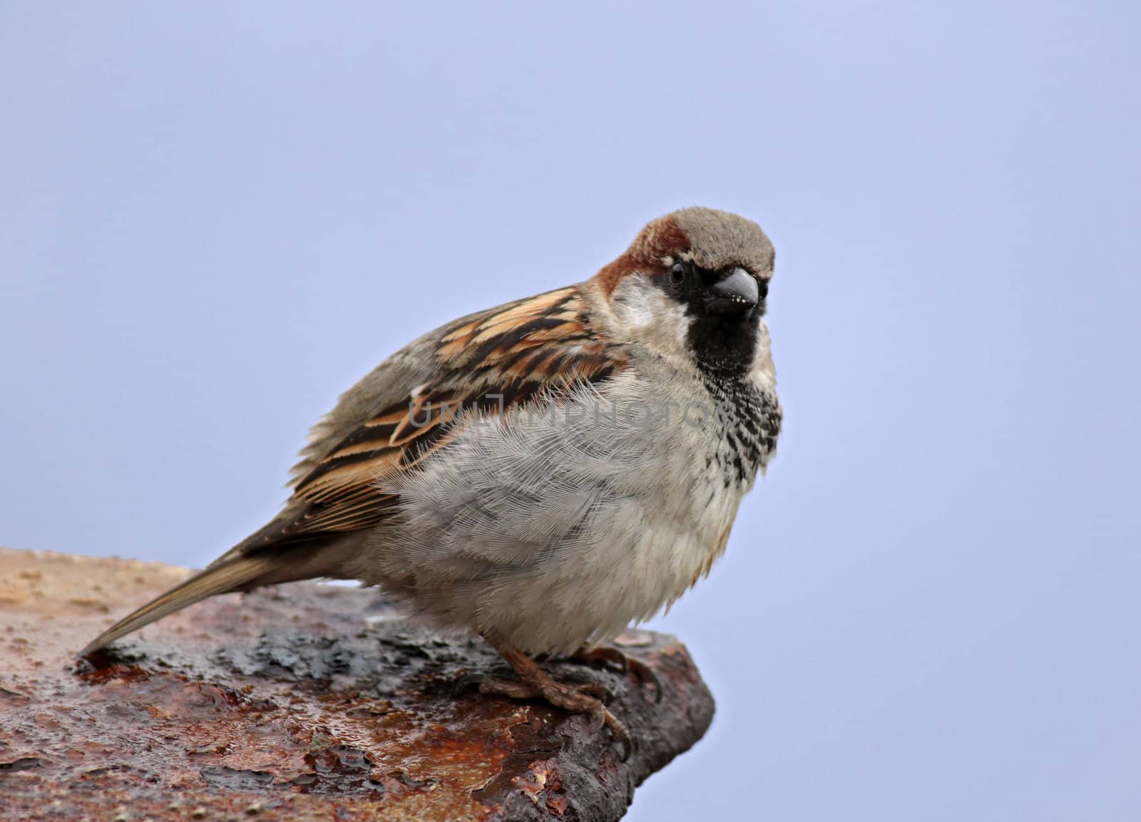 sparrow by romantiche