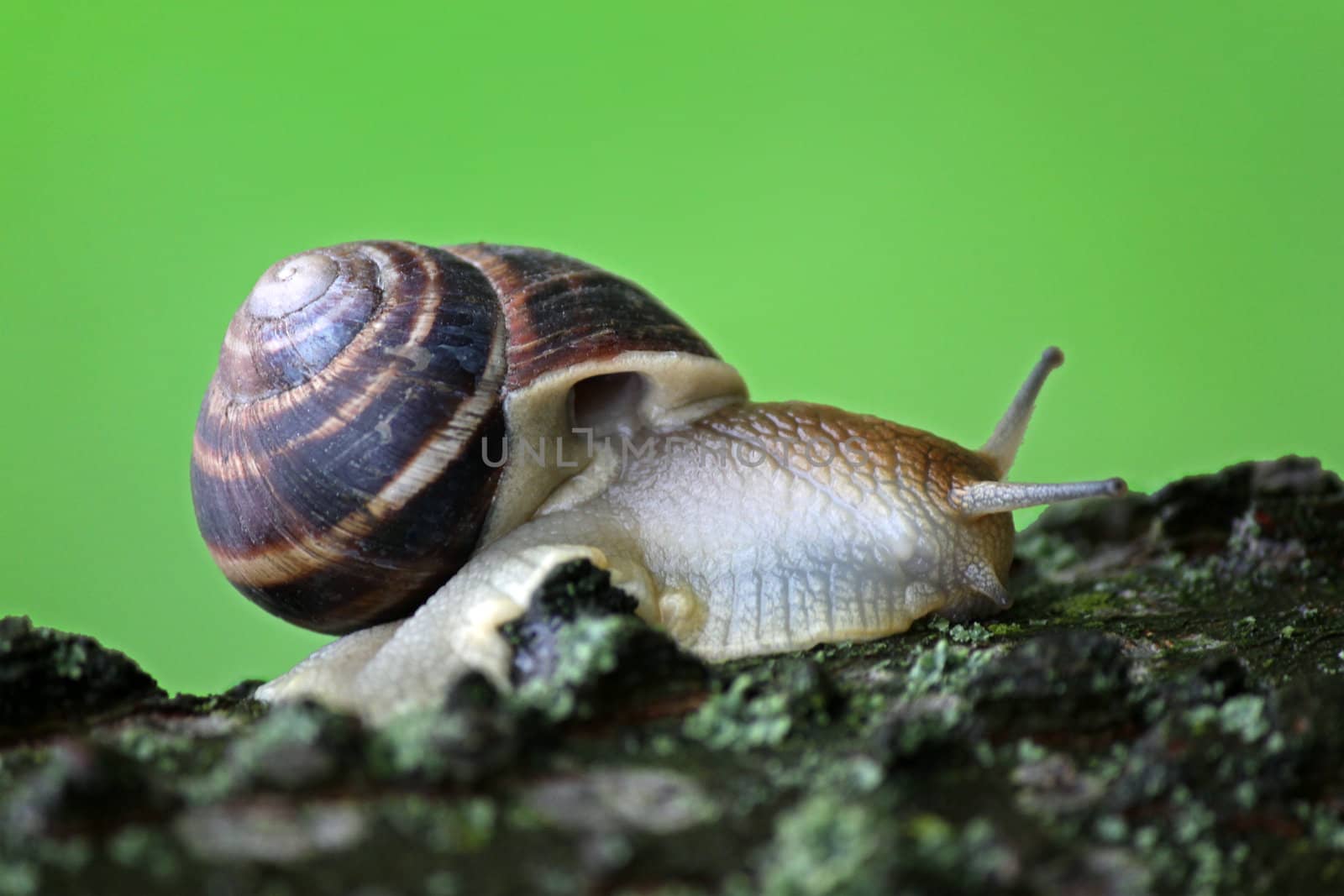 close up of snail on tree