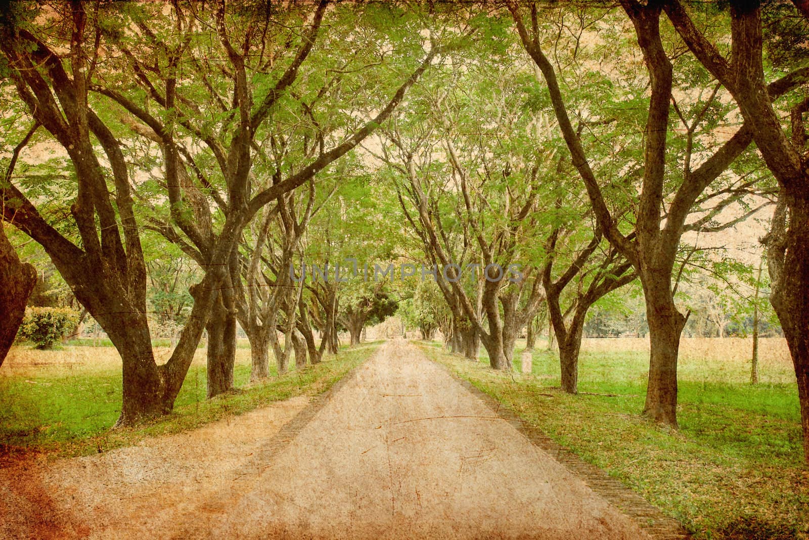 Road through row of green trees, photo in old image style