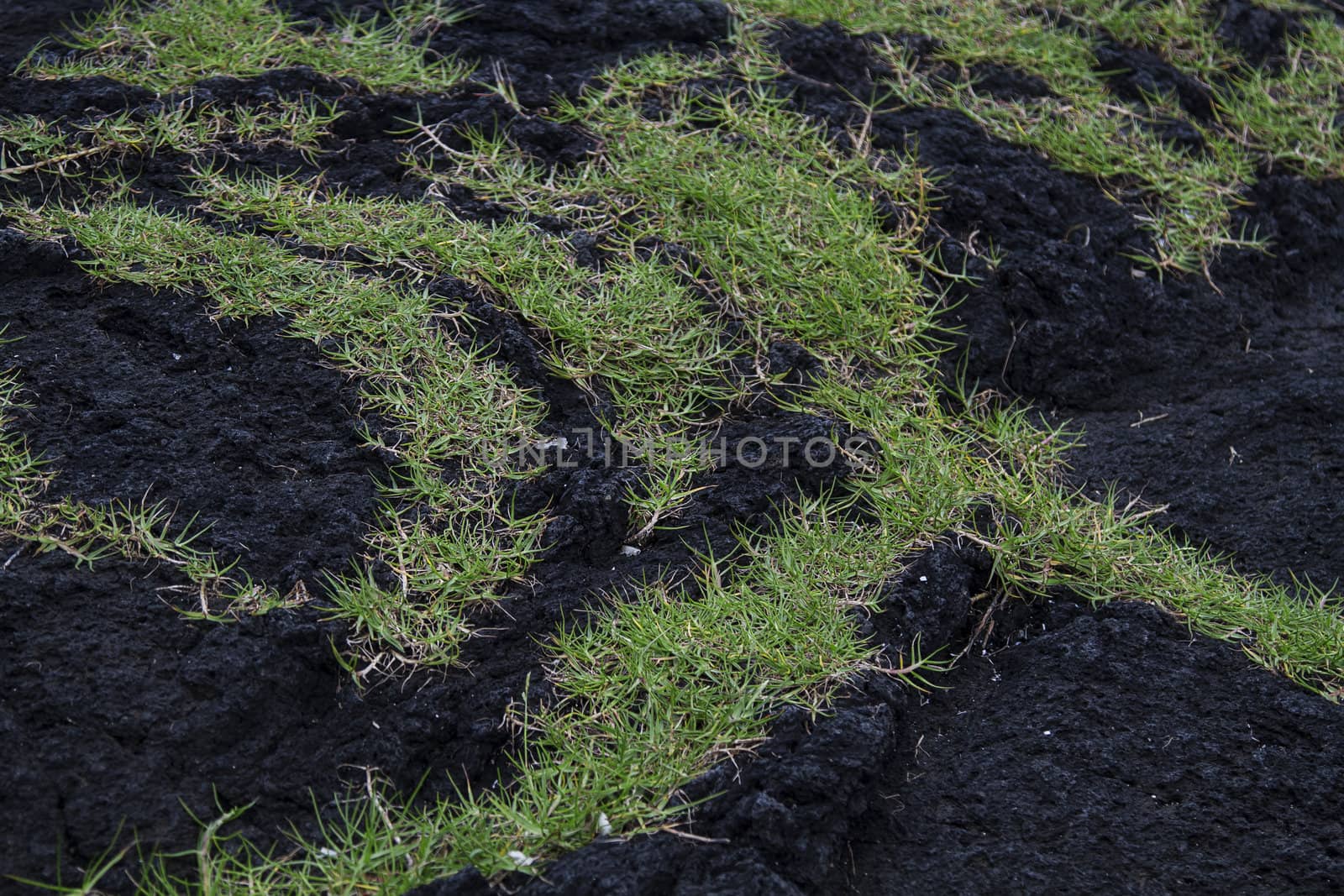 green grass growing on dark black volcanic rock