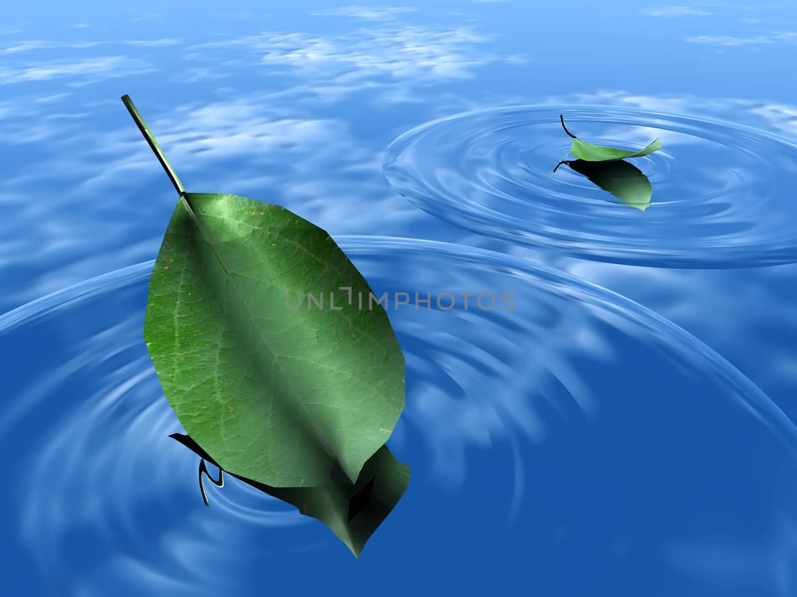 leaf on the water by njaj