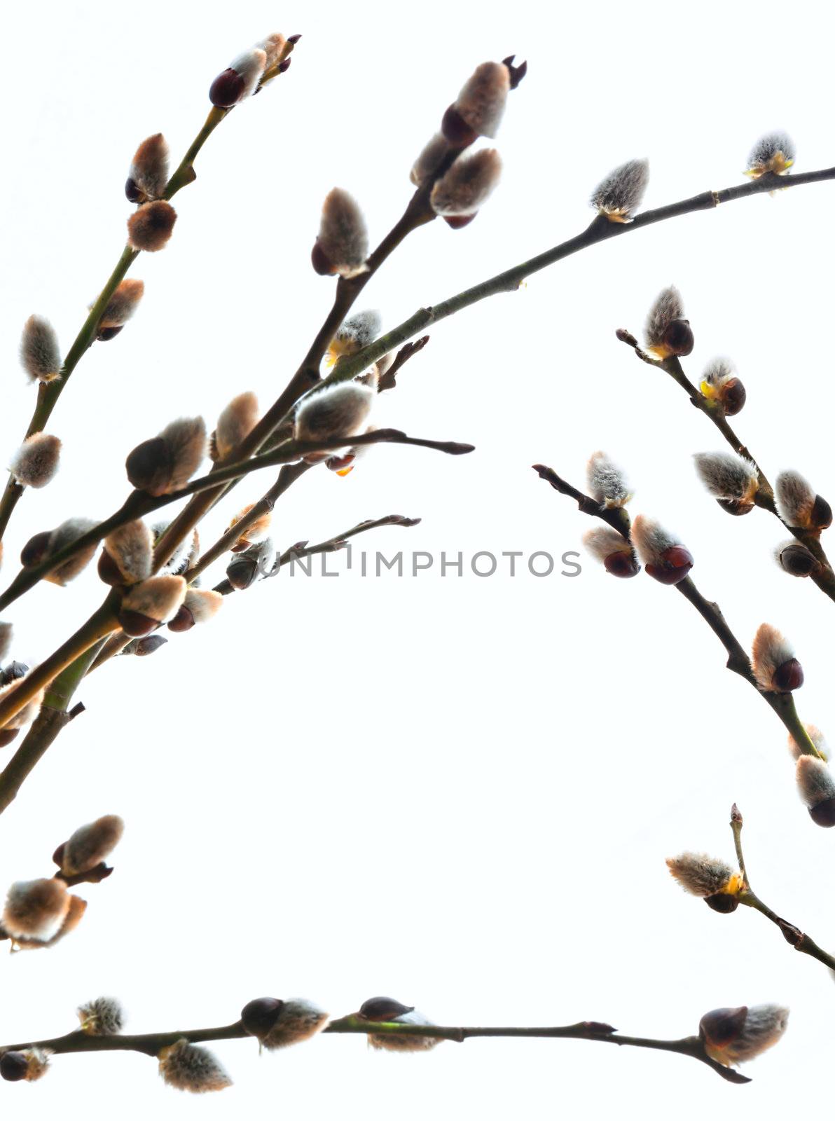 Branches of a willow on white background by vladimir_sklyarov