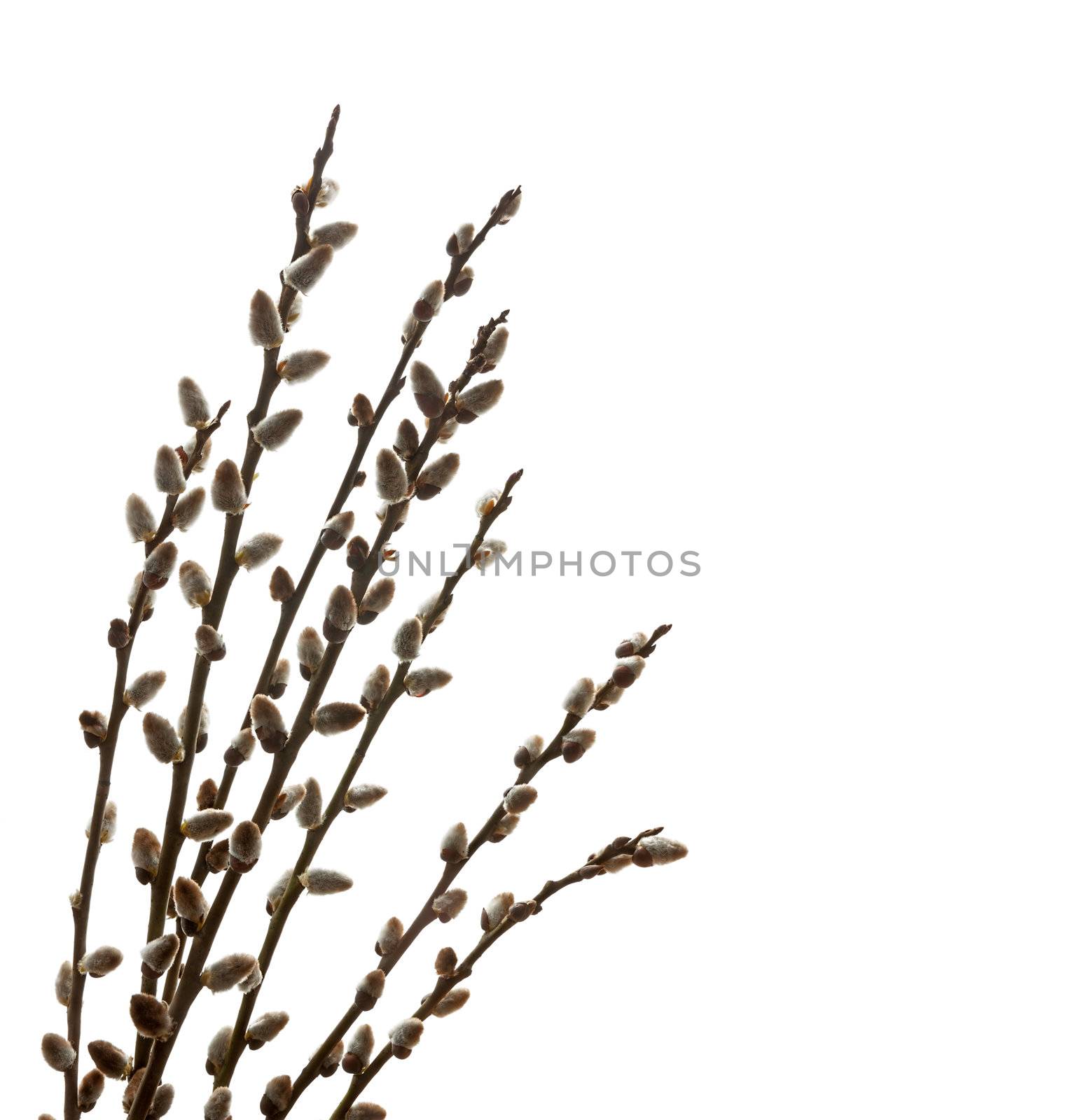 Branches of a willow on white background by vladimir_sklyarov