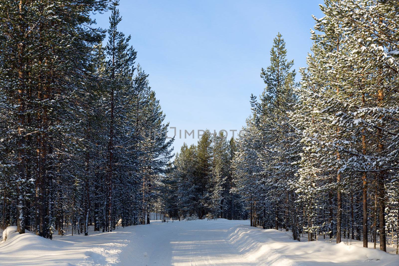 winter landscape, the road in the woods