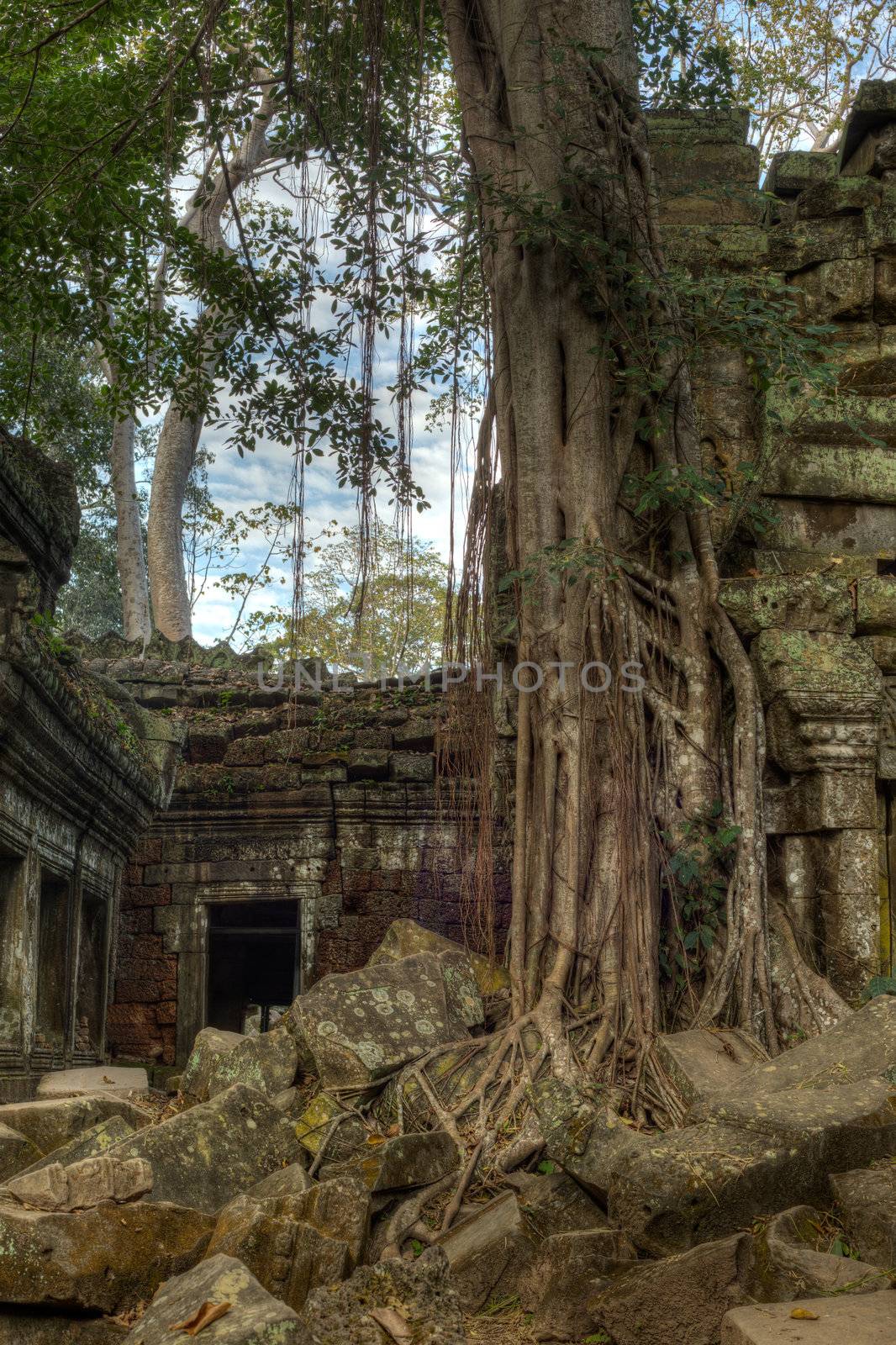 Giant tree covering the stones of Ta Prohm temple in Angkor Wat (Siem Reap, Cambodia).