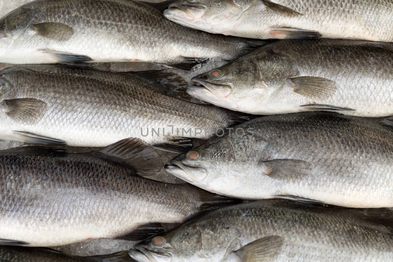 Silver perc White perch fish fresh in the market