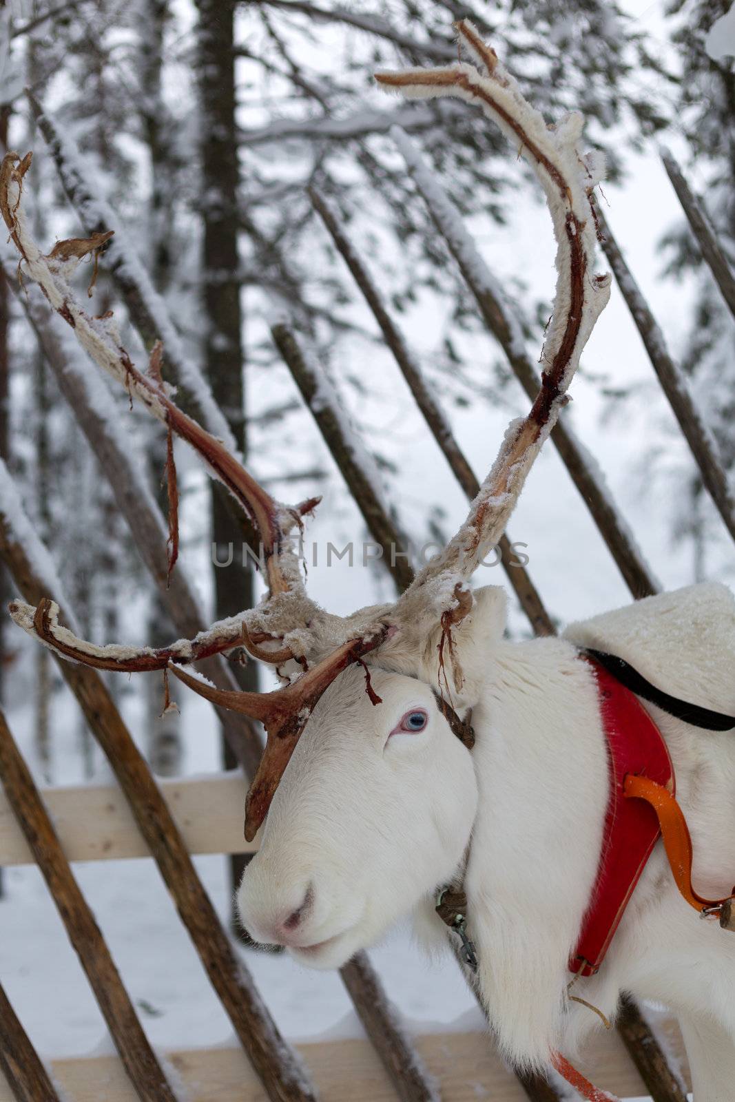 Reindeer in winter at the polar circle. Christmas Reindeer on the background of a winter forest