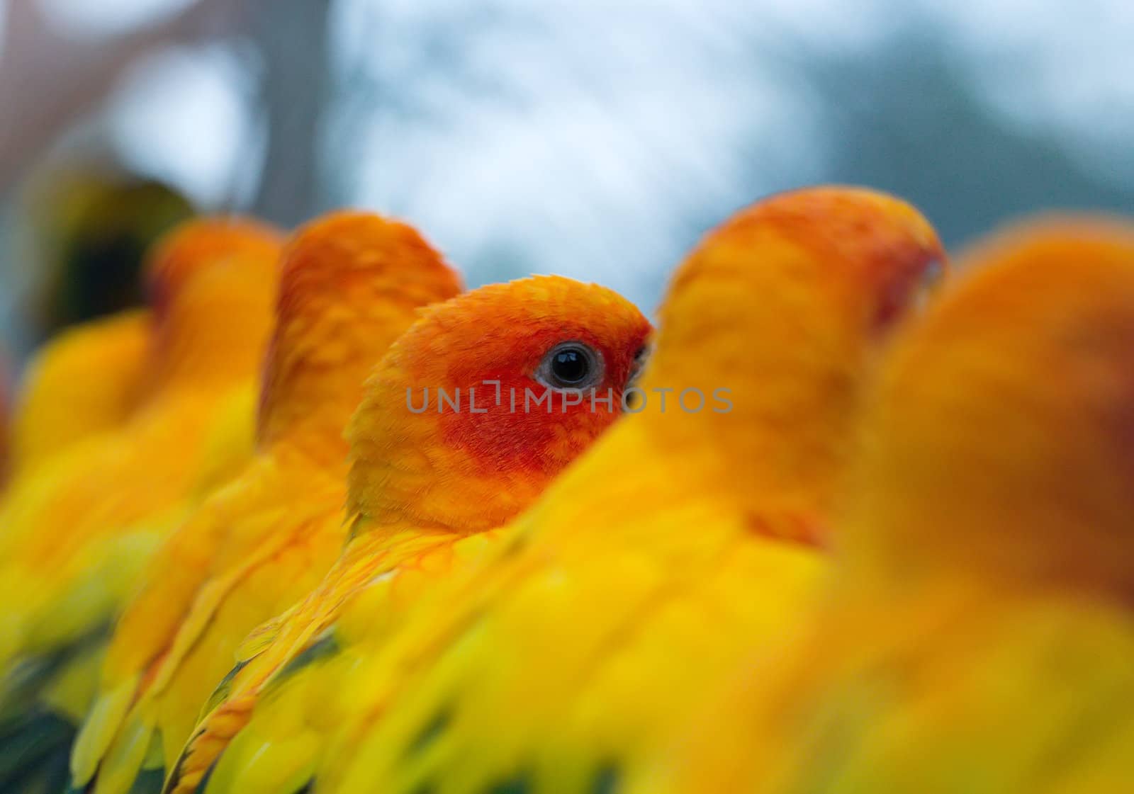 parrot in a zoo, sitting in a row