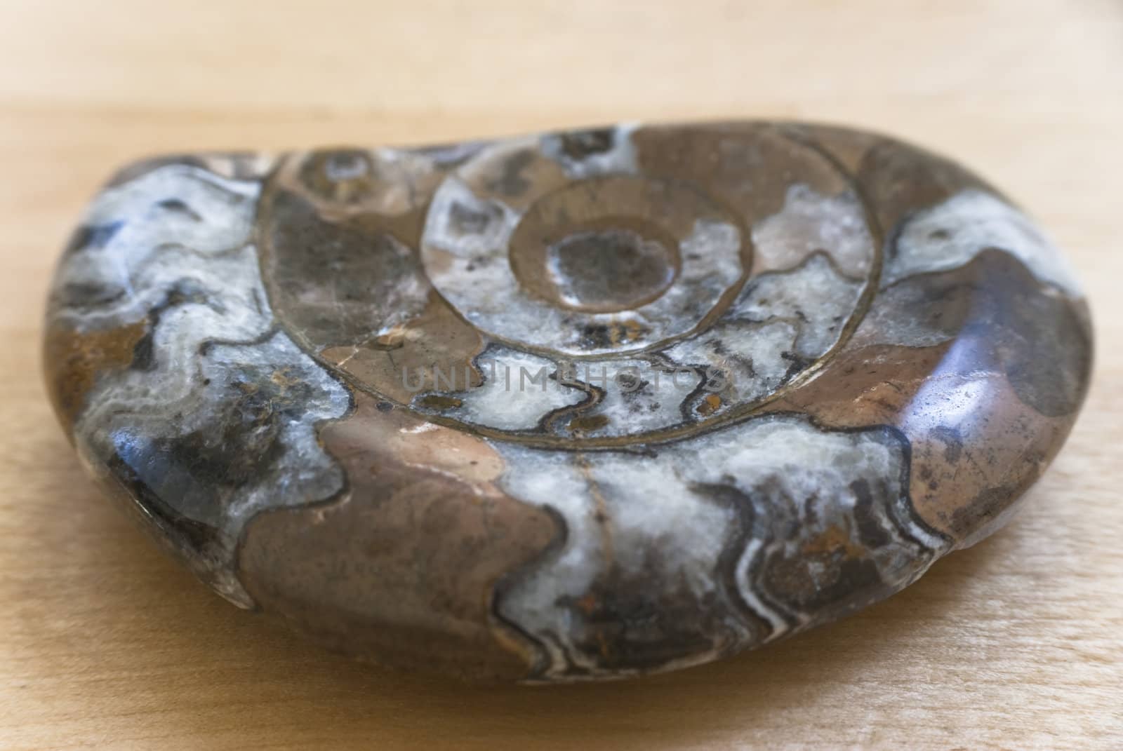 Close up of a brown, white and grey ammonite fossil, on a light wooden table.
