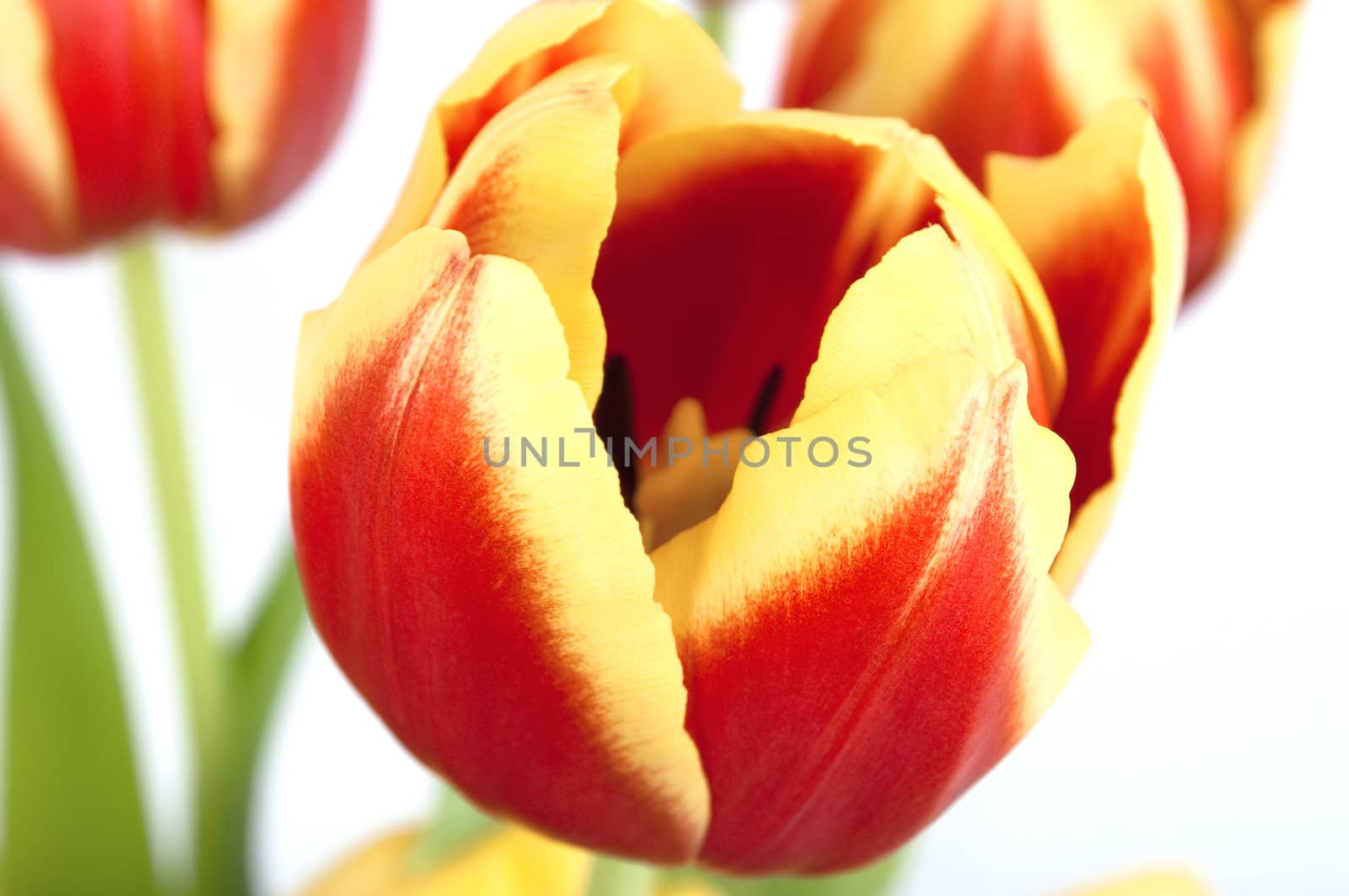 Close-up of a red and yellow tulip with stamens and other tulips visible in soft focus.  White background.