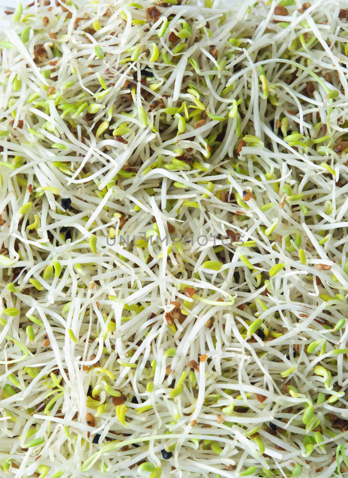 A mixture of alfalfa and leek beansprouts, filling whole frame.