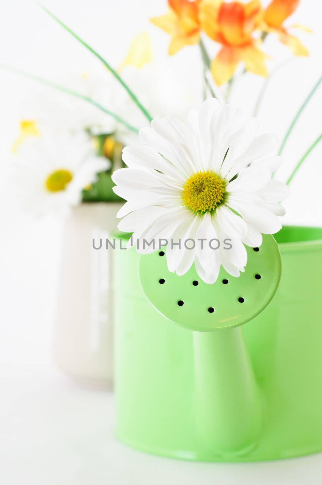 Vertical close up of a daisy-like Chrysanthemum emerging from a watering can.  Further flowers in soft focus in the background.