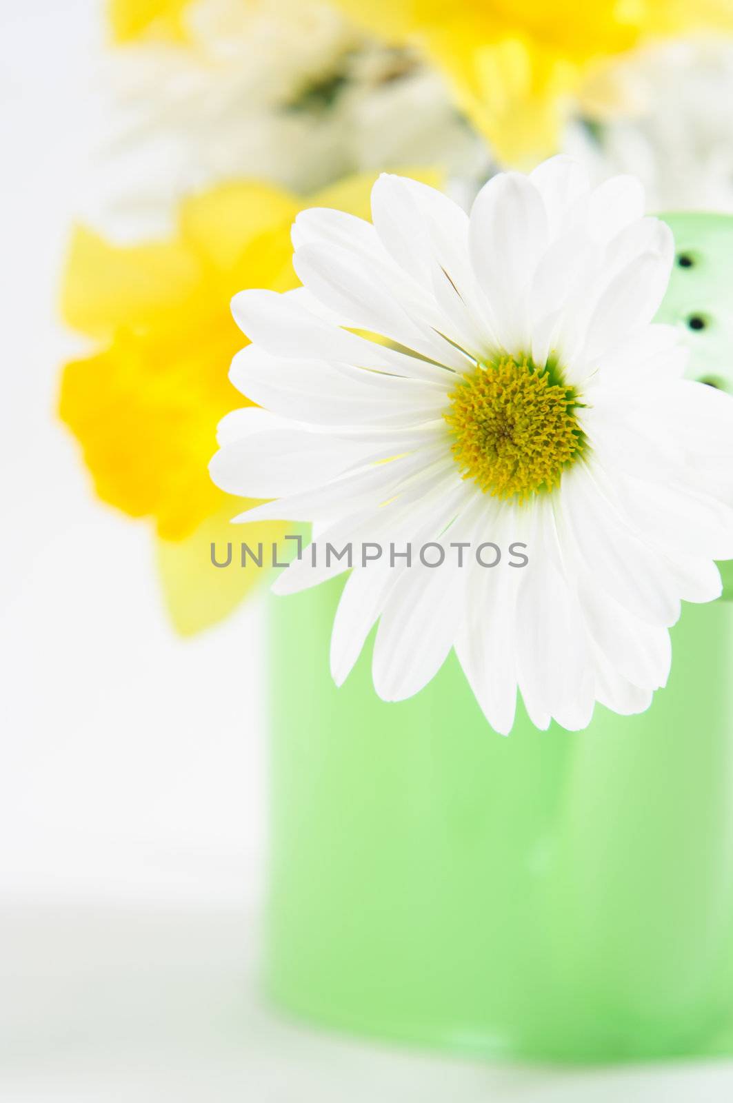 Close up of a white Chrysanthemum in a green watering can, with yellow daffodils in soft focus in the background.