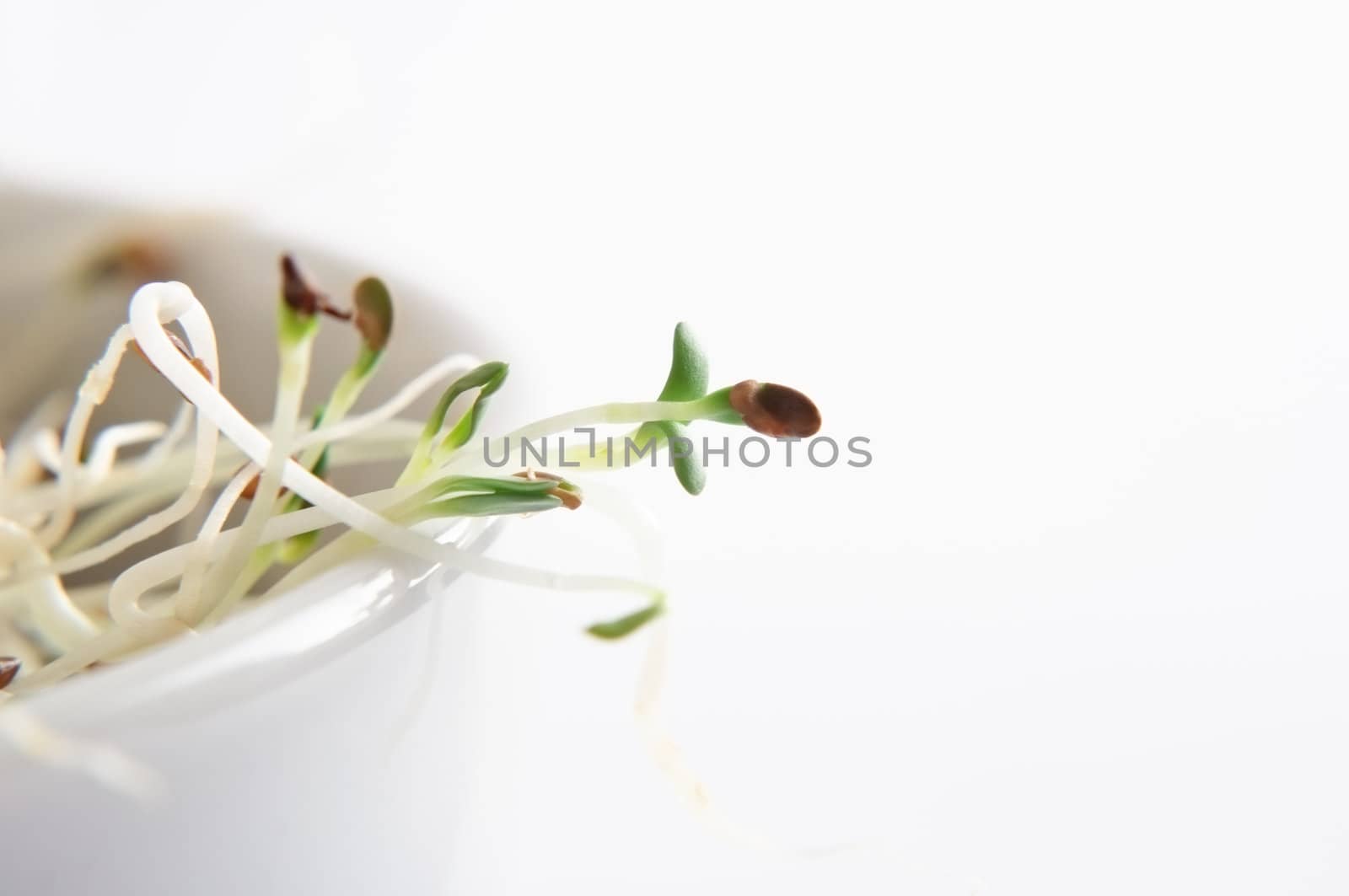 Alfalfa Sprouts in Bowl - Macro by frannyanne