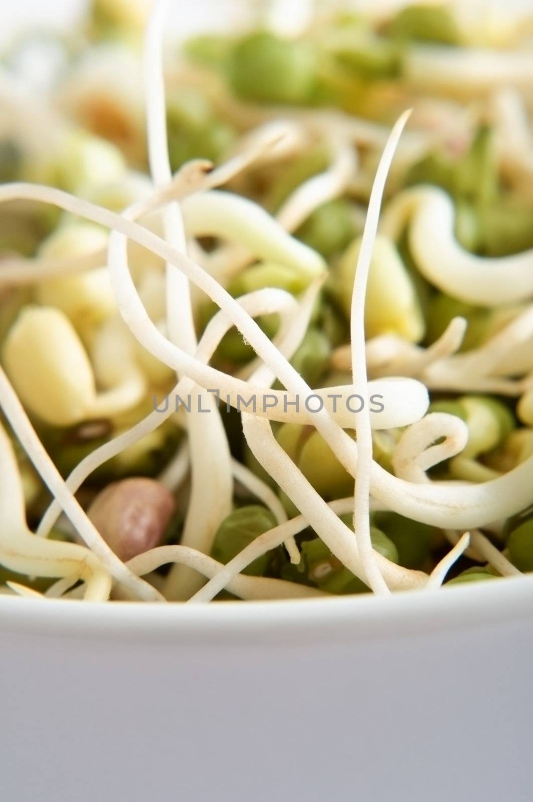 Close up (macro) of mung beansprouts inside the edge of a china bowl.  Portrait (vertical) orientation.