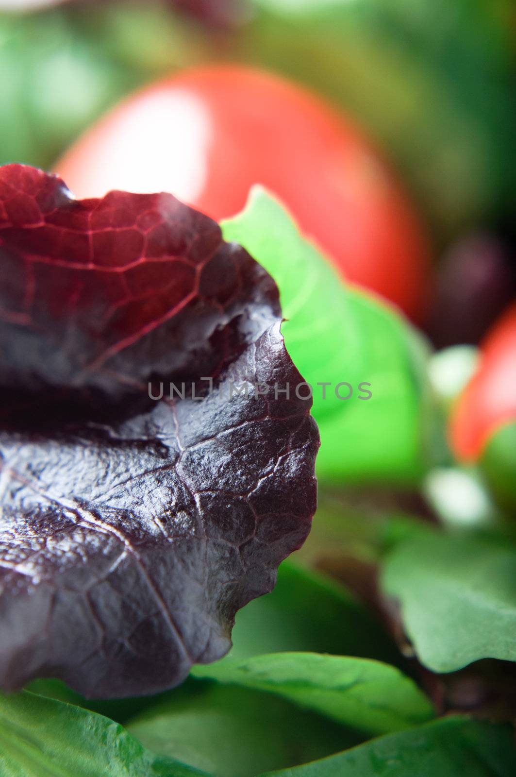 Close up (macro) of a red lettuce leaf, with green rocket salad and tomatoes in background. Portrait (vertical) orientation.