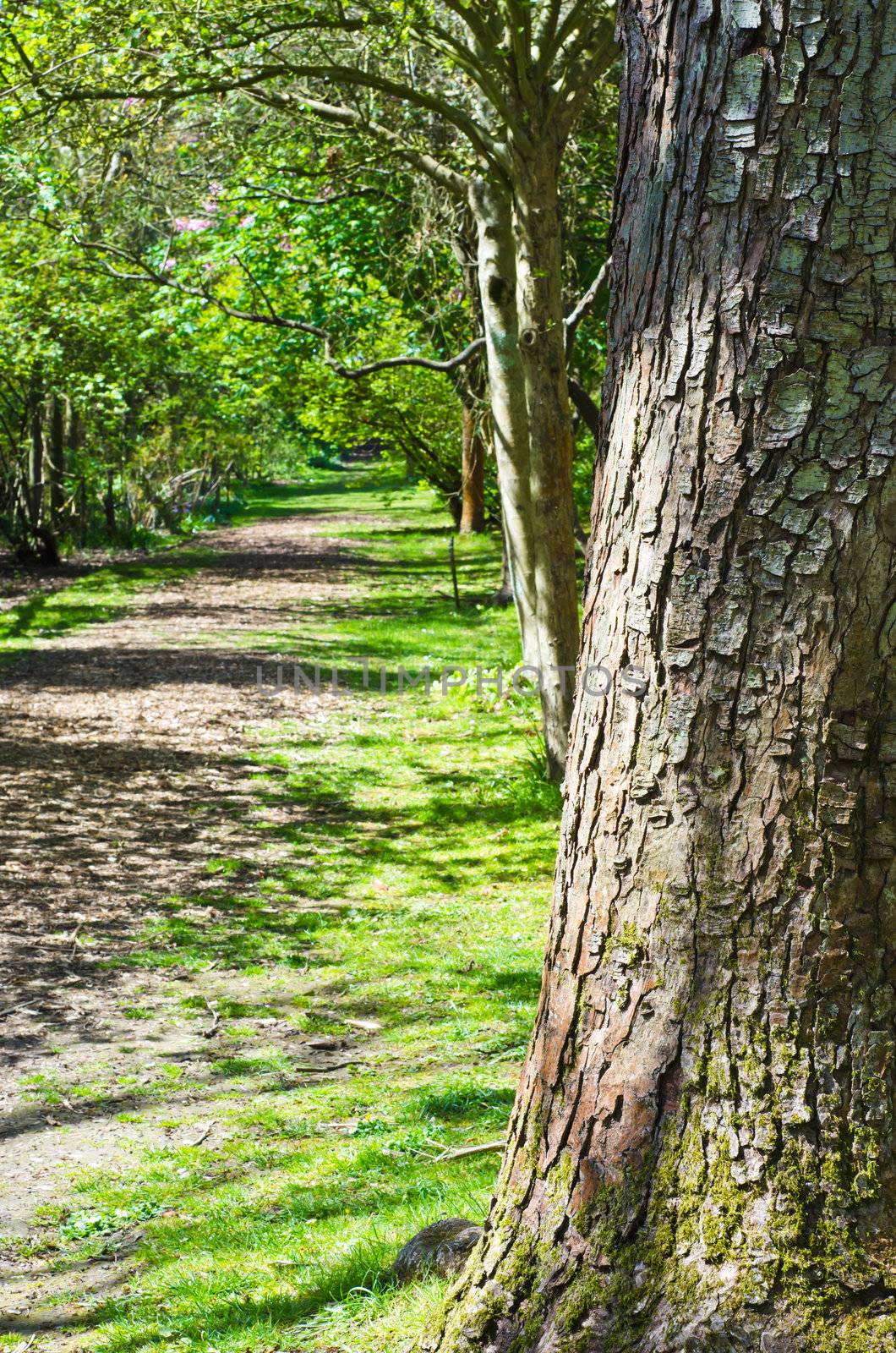 A sun dappled empty woodland path lined with trees. leading into the distance. Large tree in foreground to right of frame.  Portrait orientation.