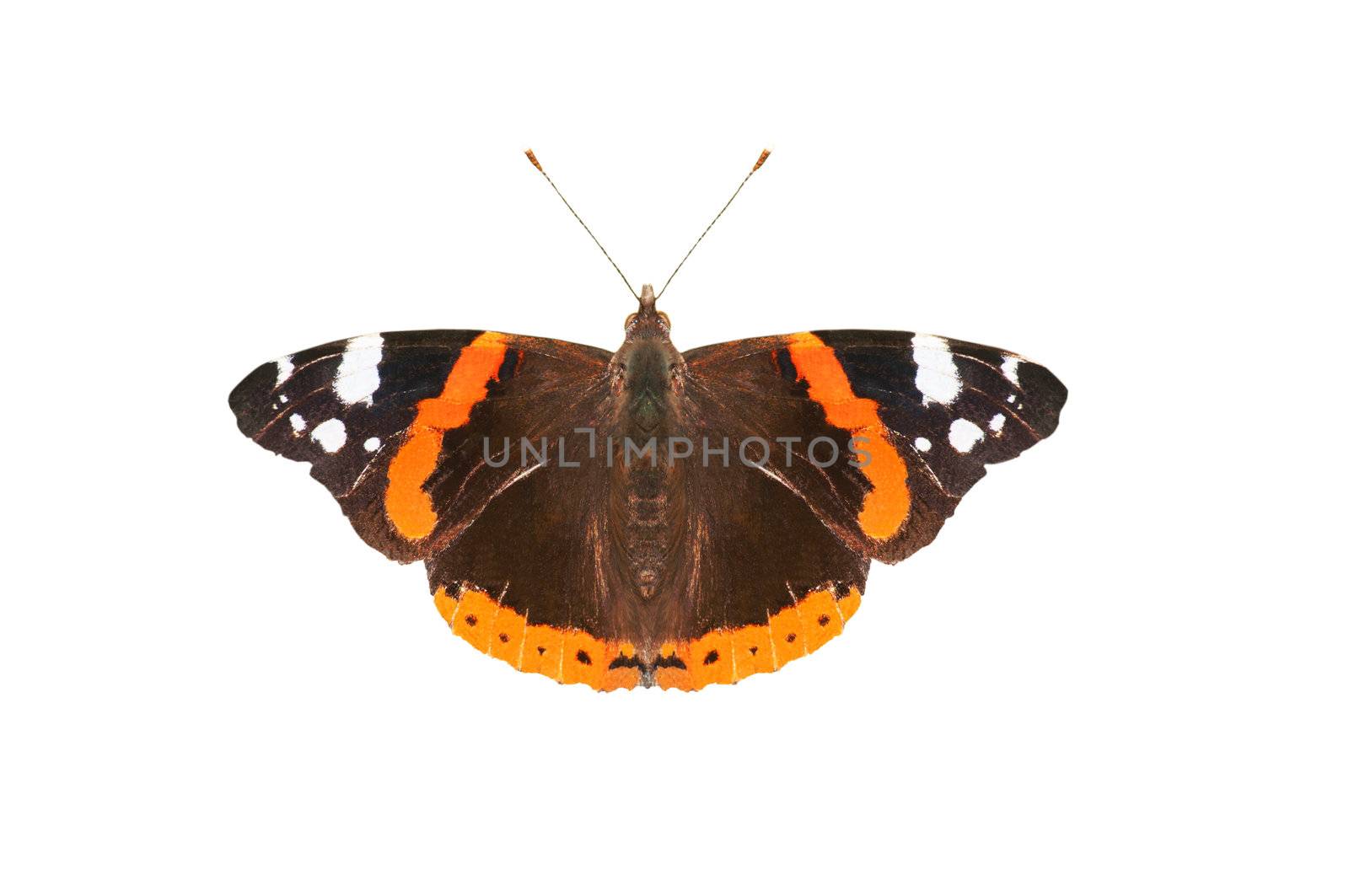 Close up (macro) of an English Red Admiral butterfly, photographed from above with wings spread flat,  isolated on a white background.