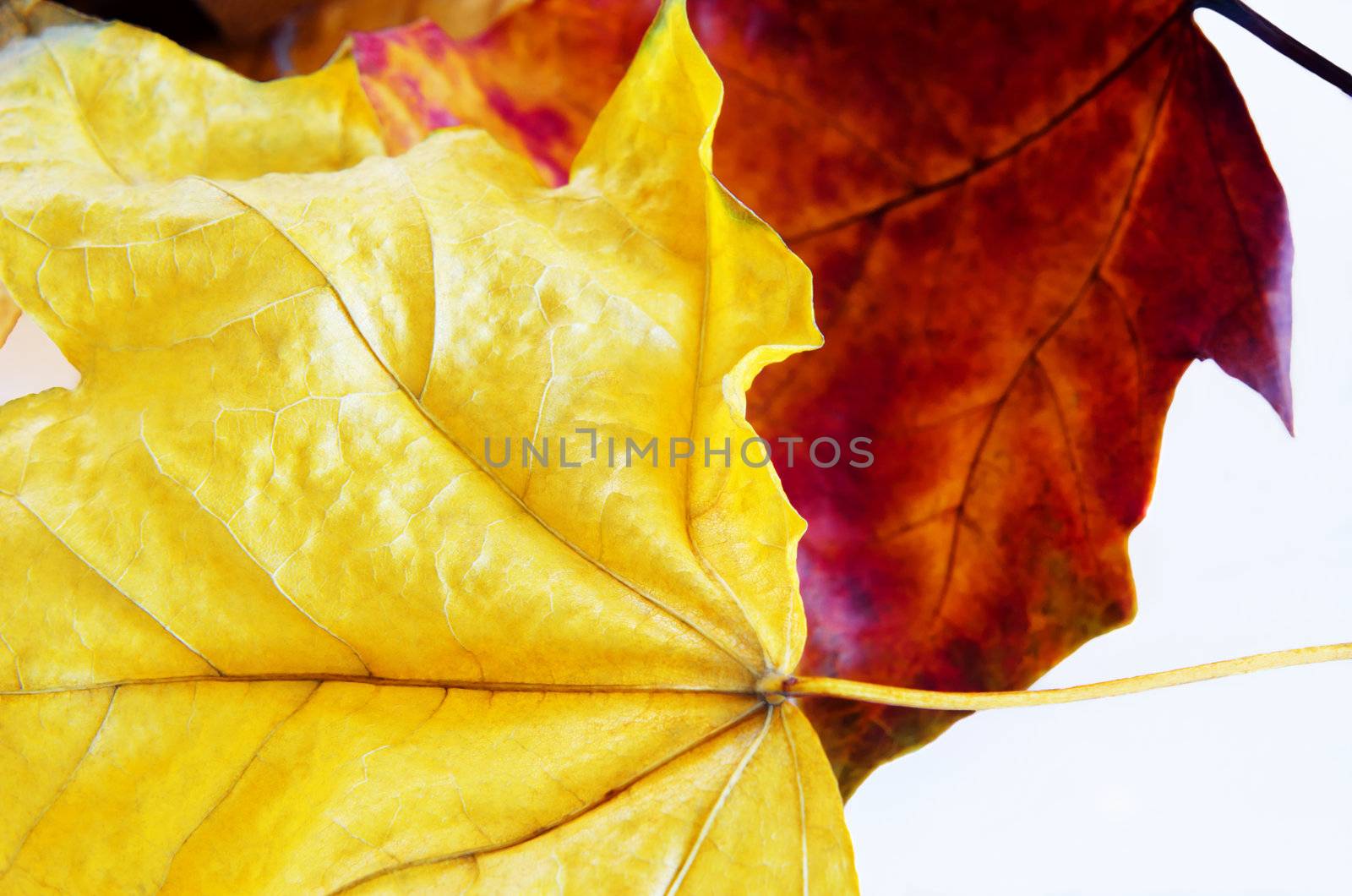 Close up (macro) of two Autumn leaves.  Bright yellow leaf in foreground, deep red to pink in background.