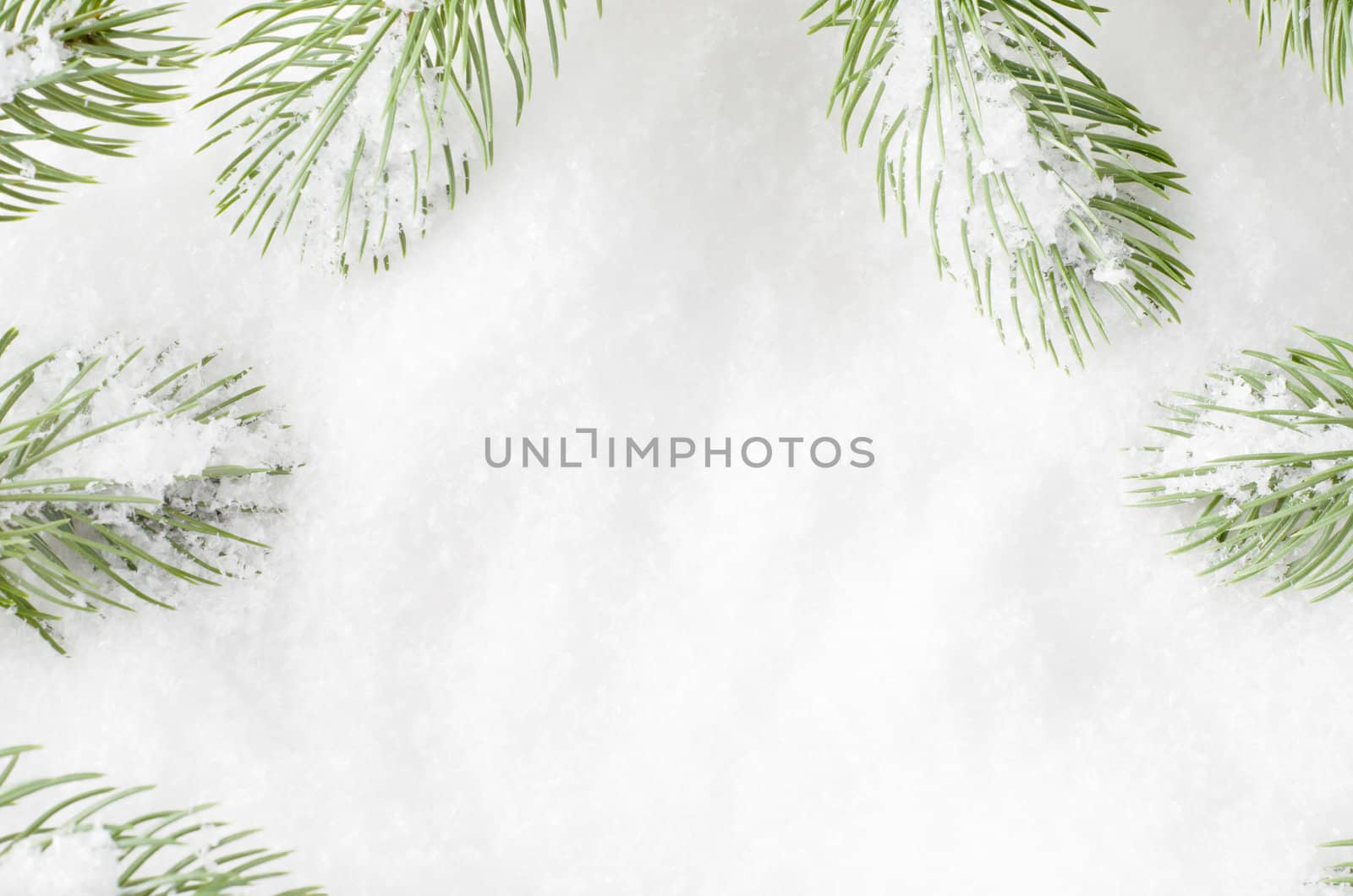 Artificial Christmas fir tree fronds creating a frame around white fake snow.  