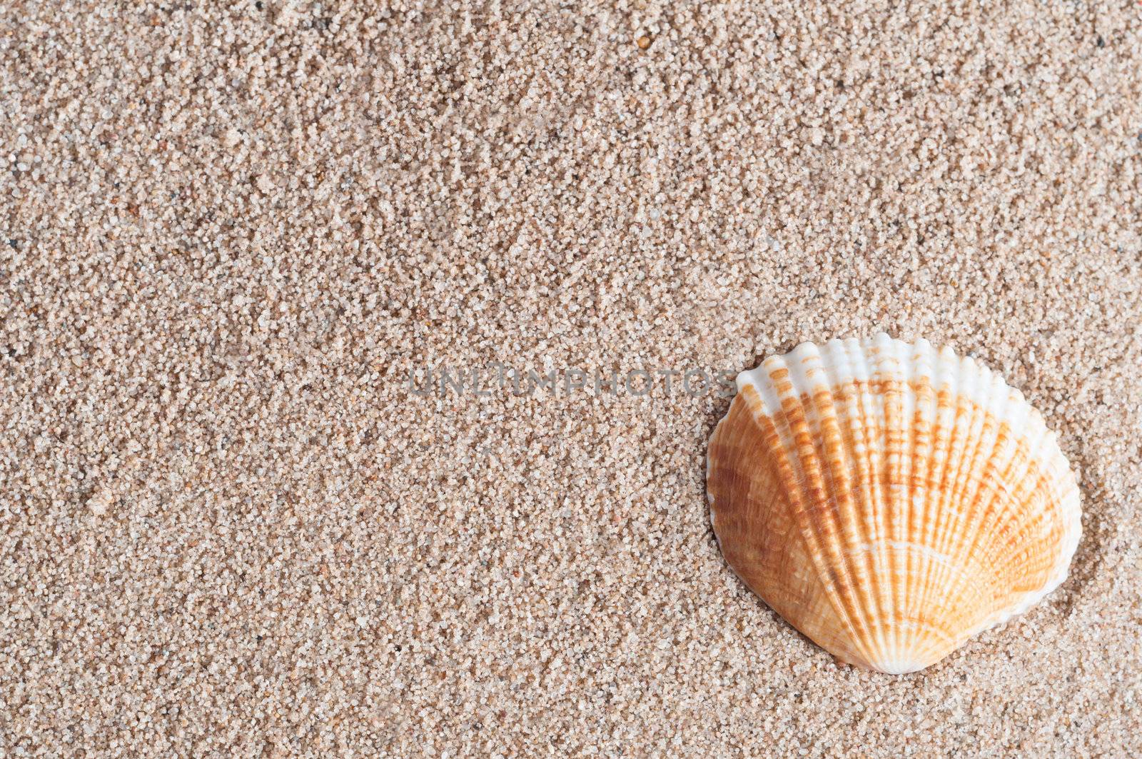 An orange and white fan shaped seashell, nestled into the lower right corner of grainy damp sand - which provides texture and copy space.