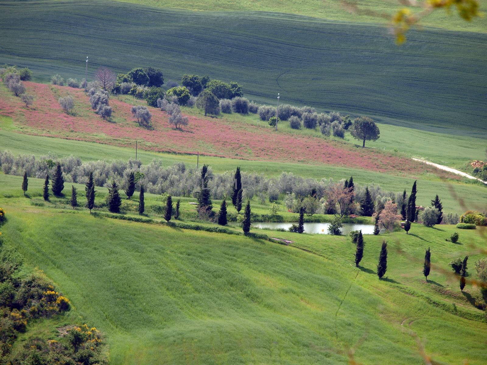 The landscape of the Val d’Orcia. Tuscany. Italy
