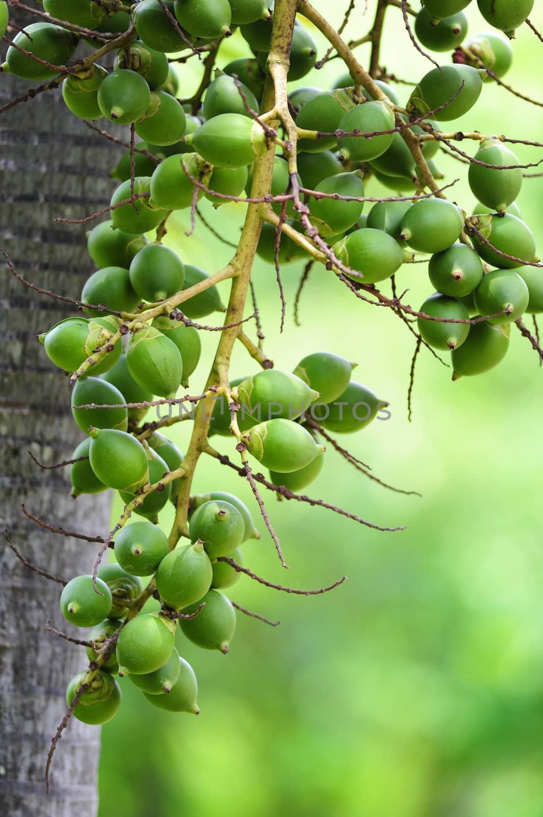 betel nut