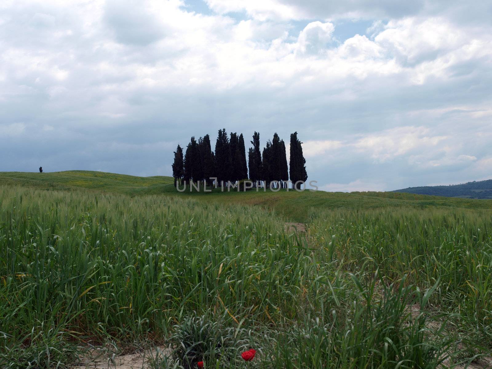 The landscape of the Val d’Orcia. by wjarek