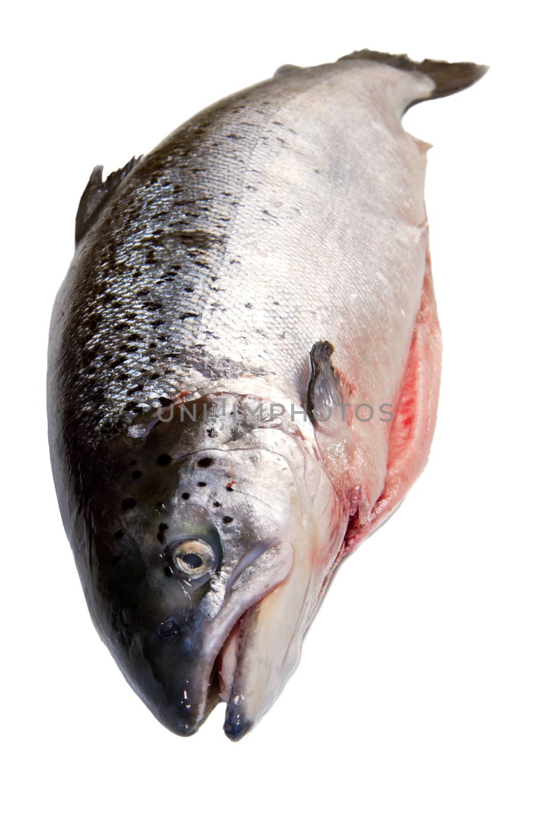 Whole salmon isolated on white 