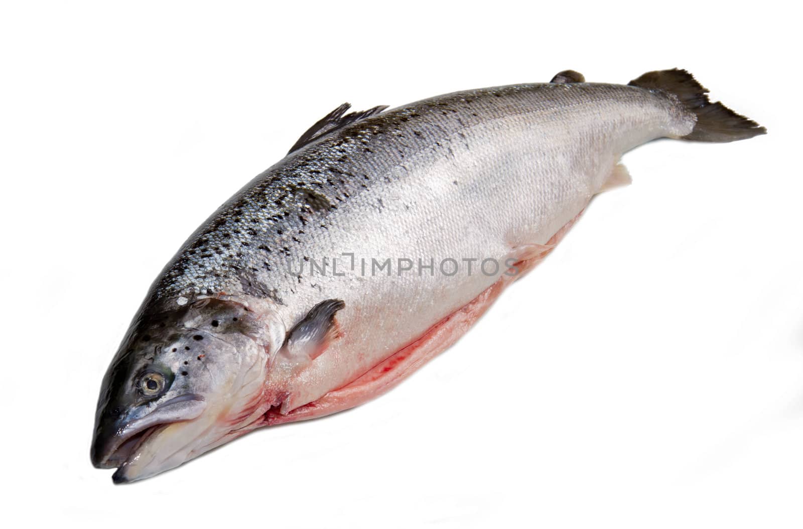 Whole salmon isolated on white  by lsantilli