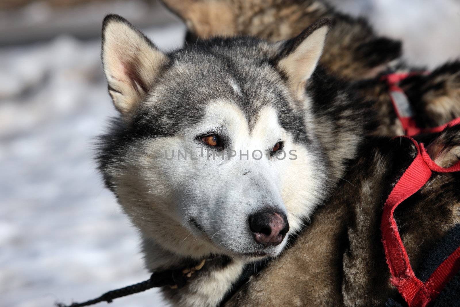 husky dog on alpine mountain in winter