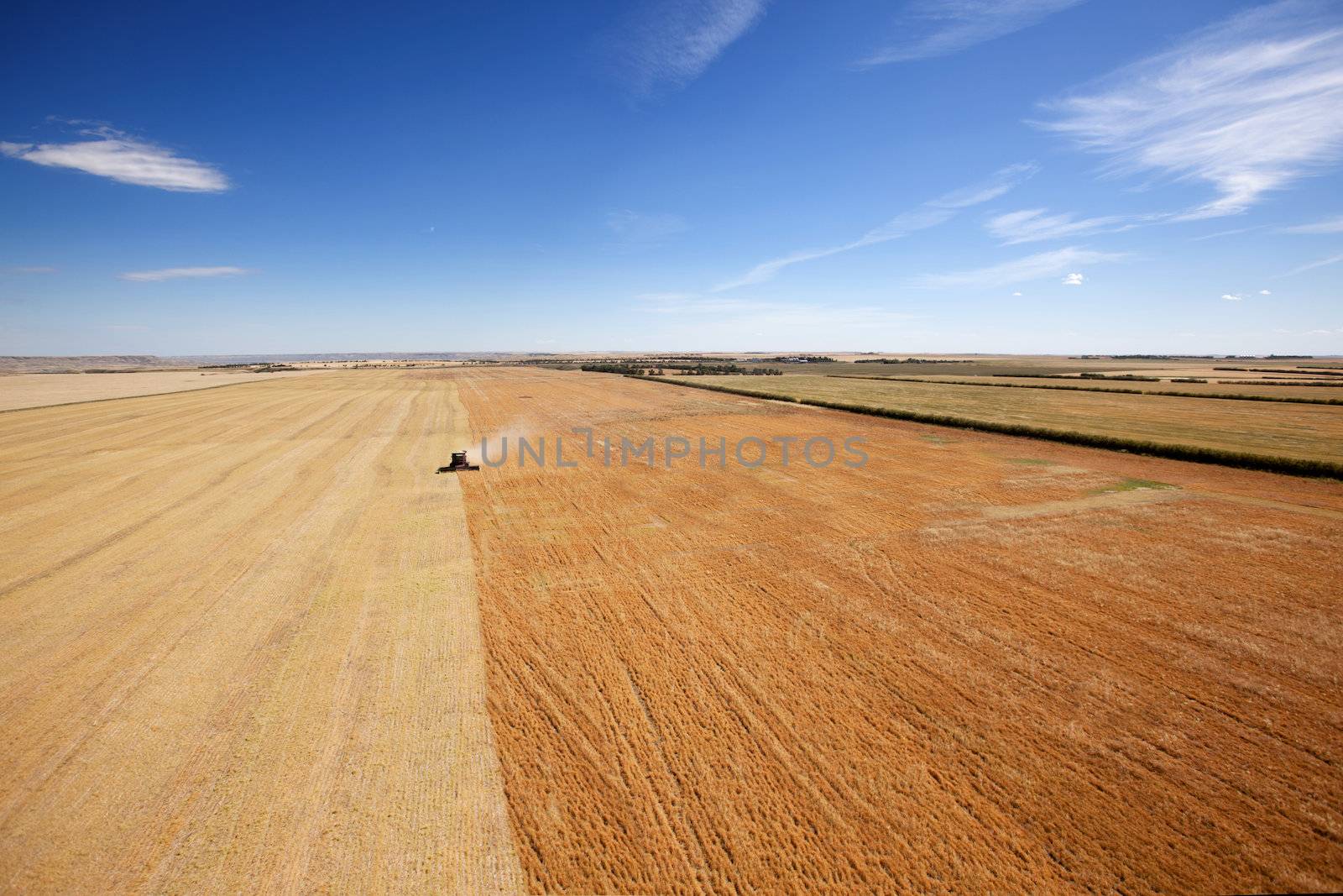 Aerial view of a combine harvesting lentils on the open prairie