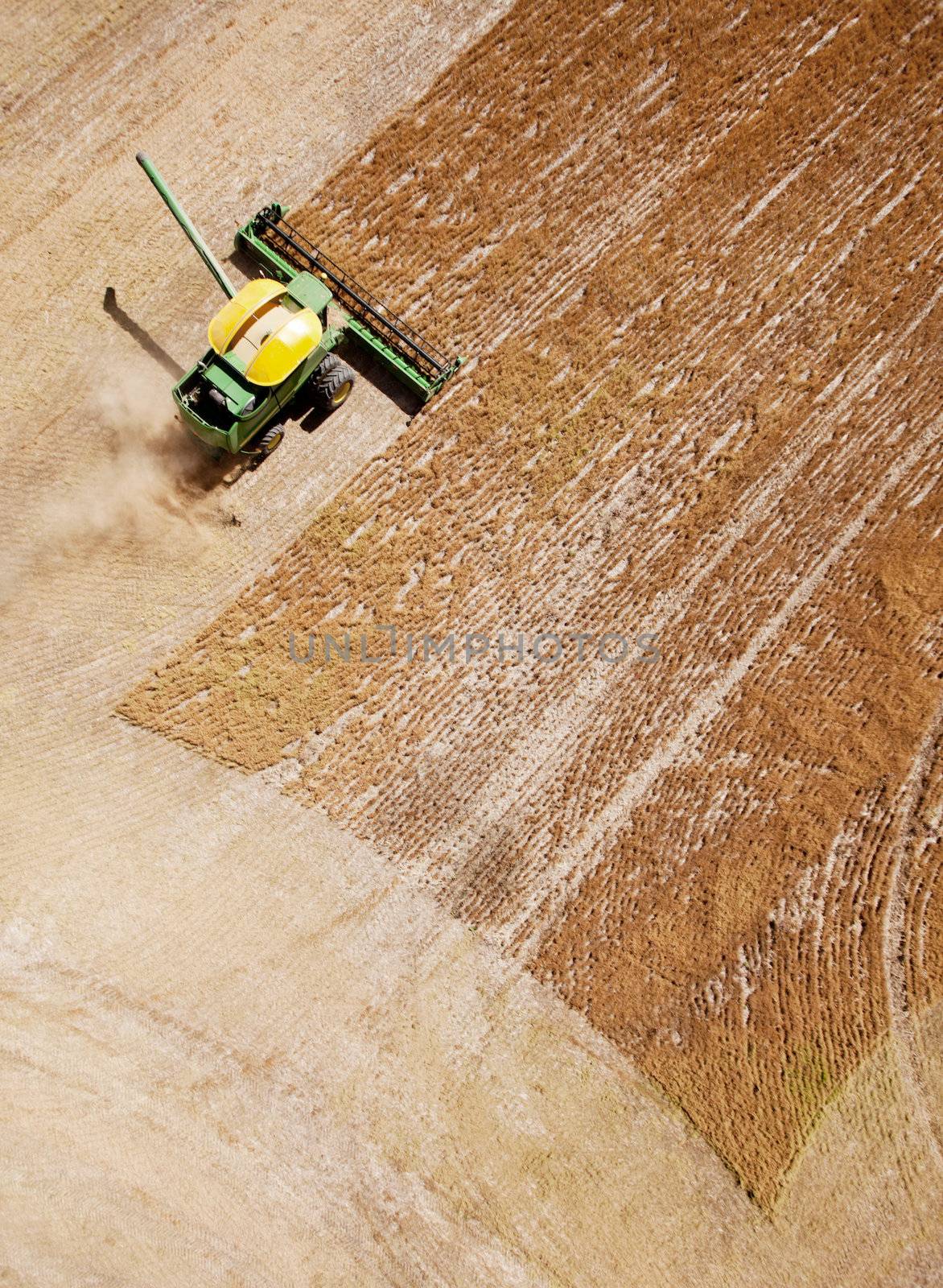 Green harvester combining a field of lentils on the prairie