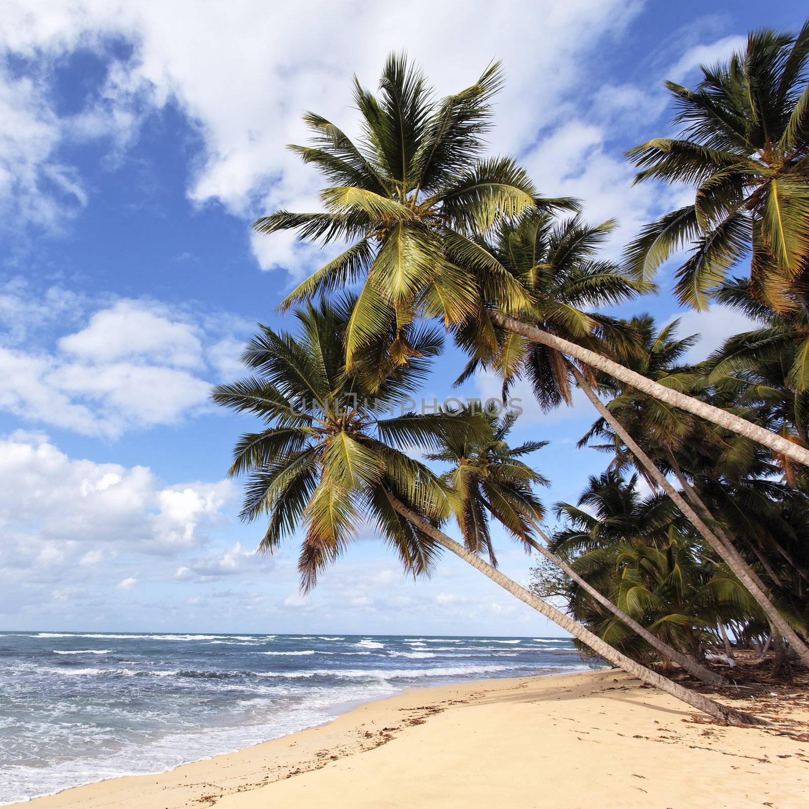 beautiful caribbean beach with palm trees in summer