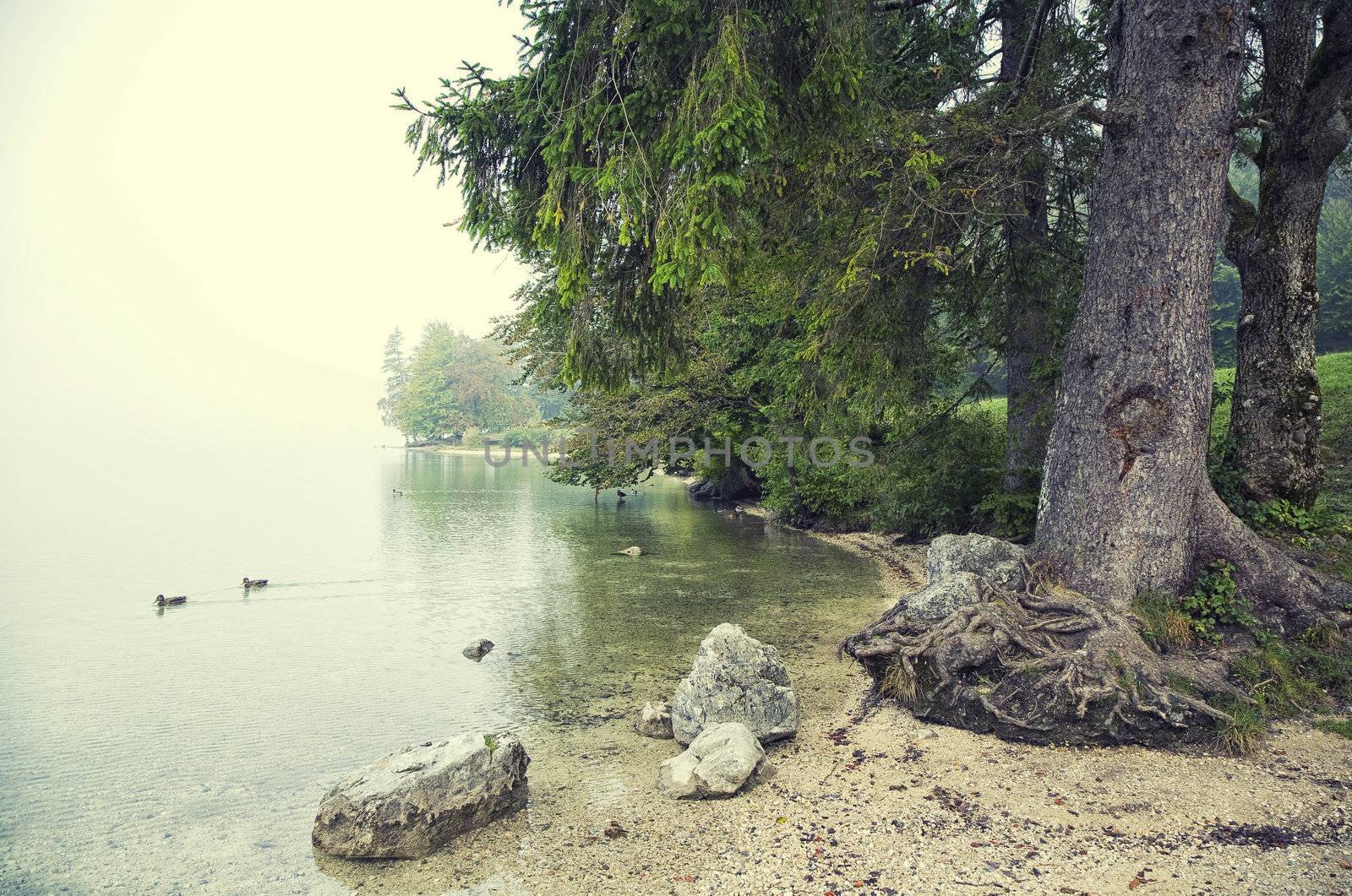 Foggy morning by Lake Bohinj in the Slovenian Alps. Space for text.