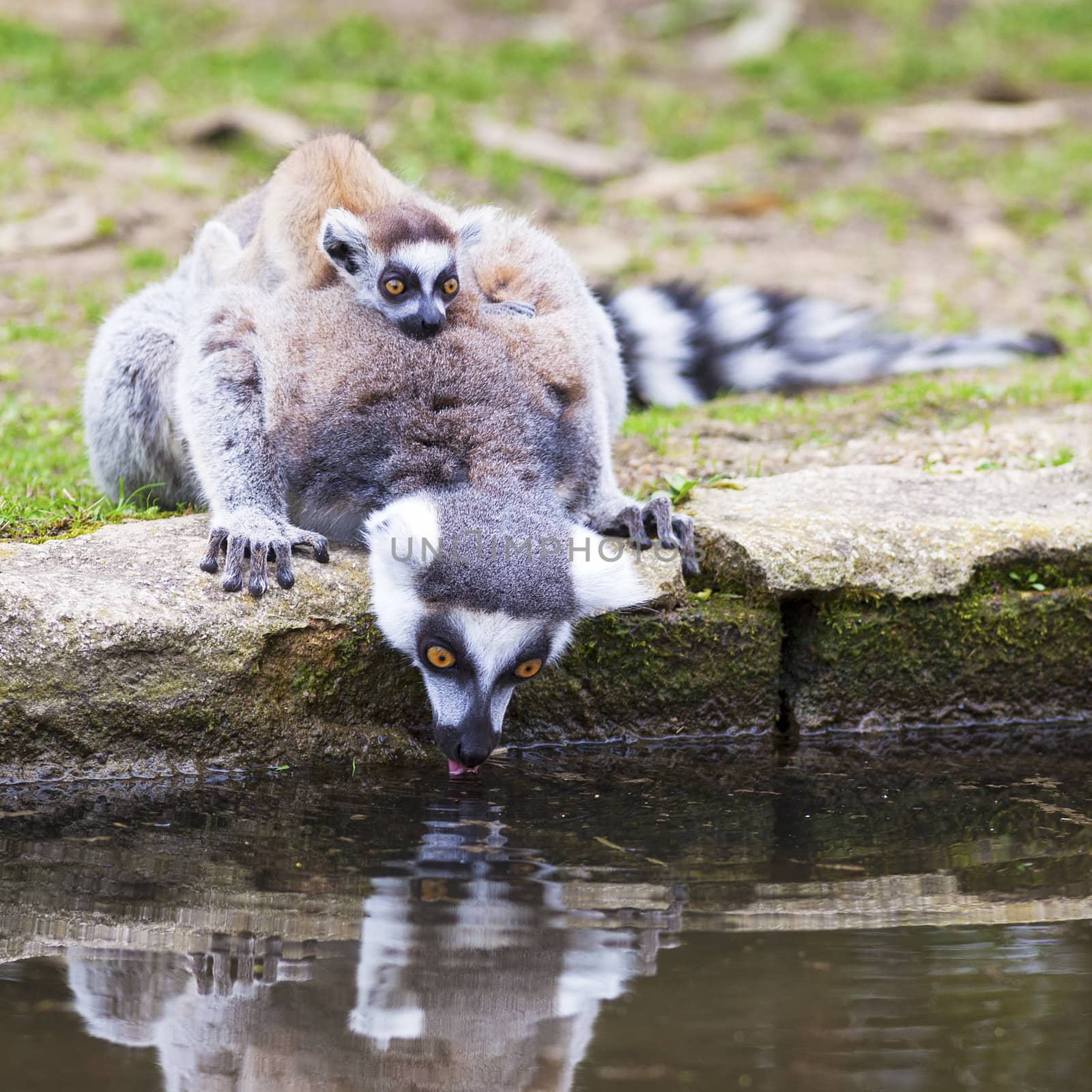 ring-tailed lemur with young on back 